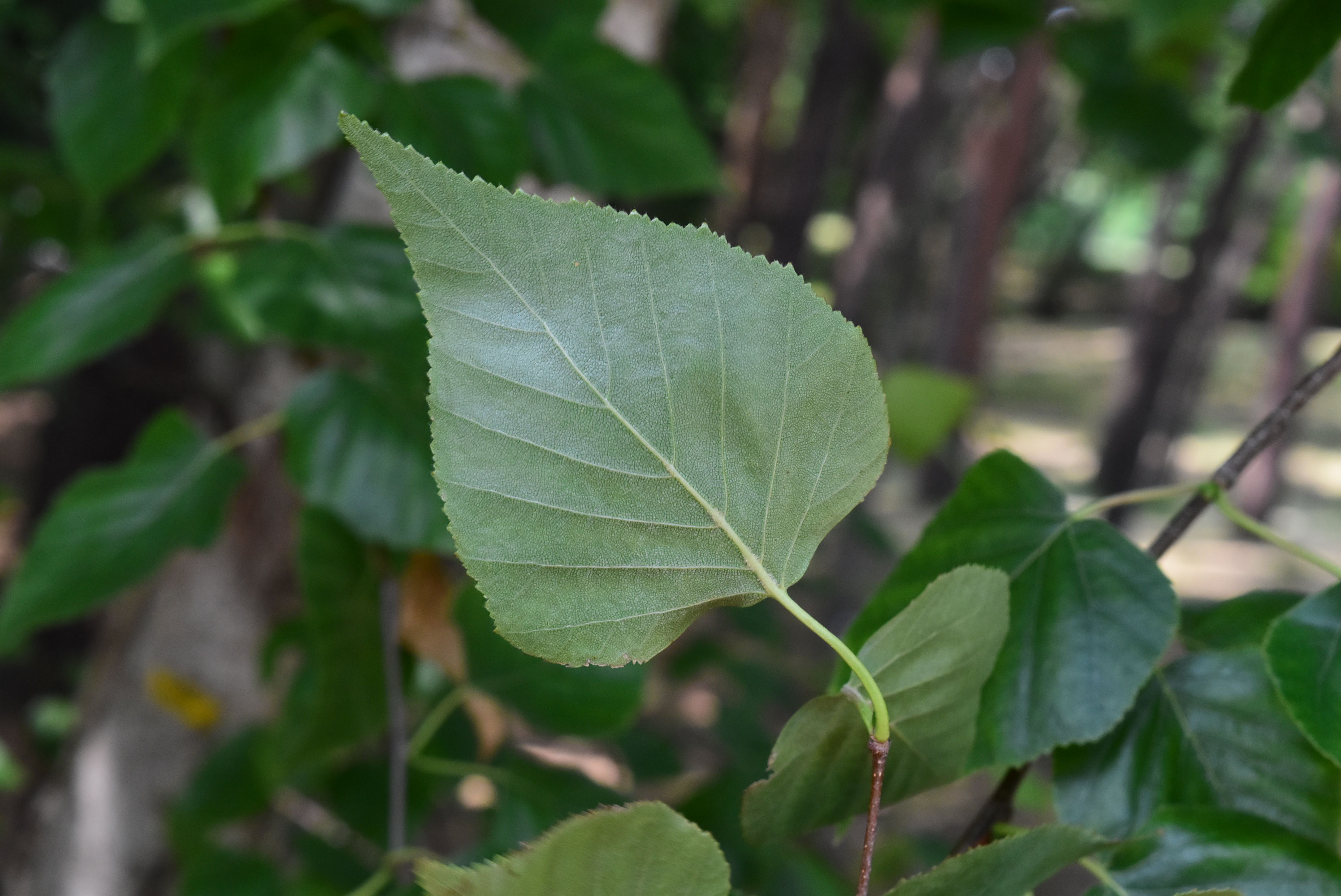 シラカバ（白樺） - 庭木図鑑 植木ペディア
