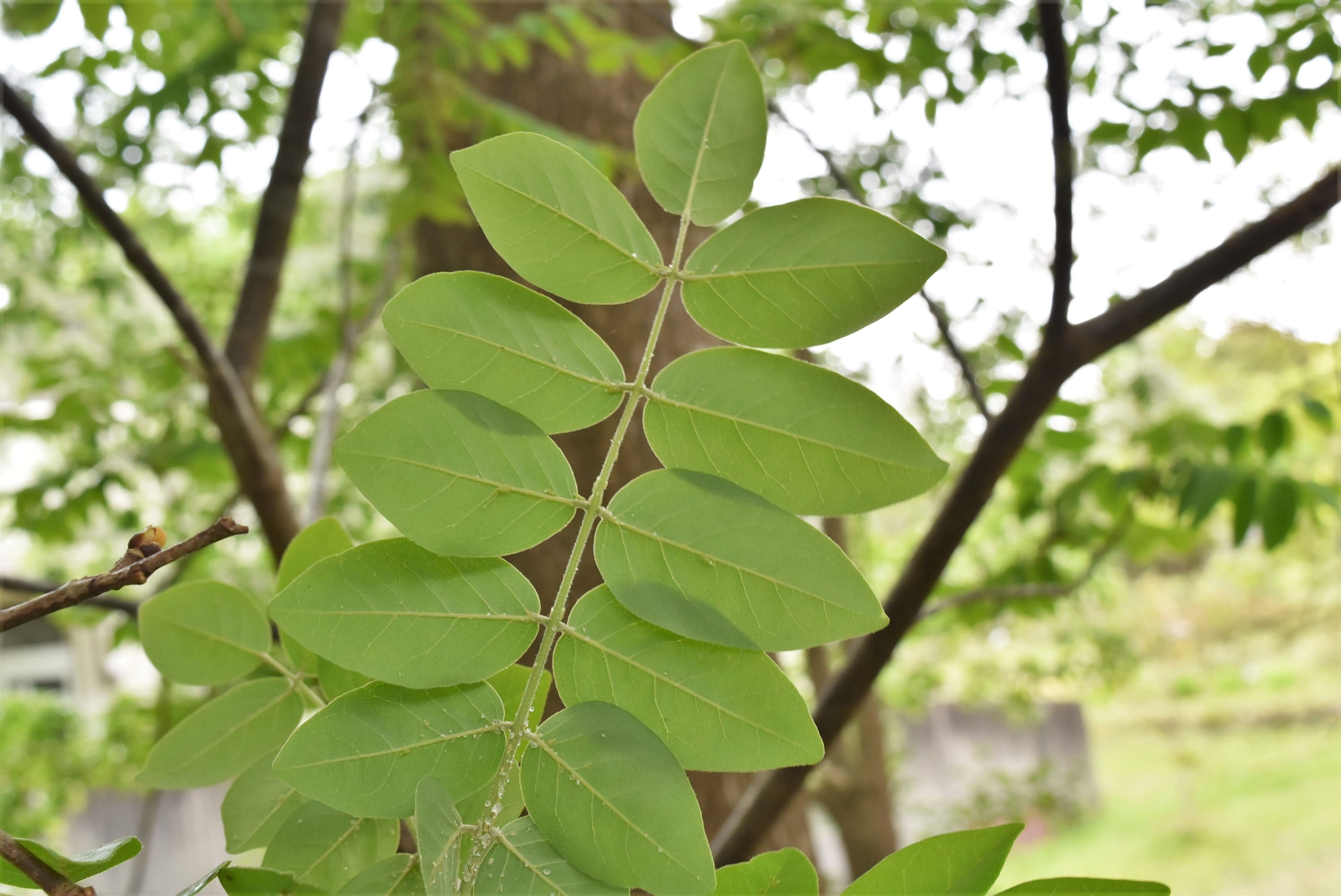 イヌエンジュ - 庭木図鑑 植木ペディア