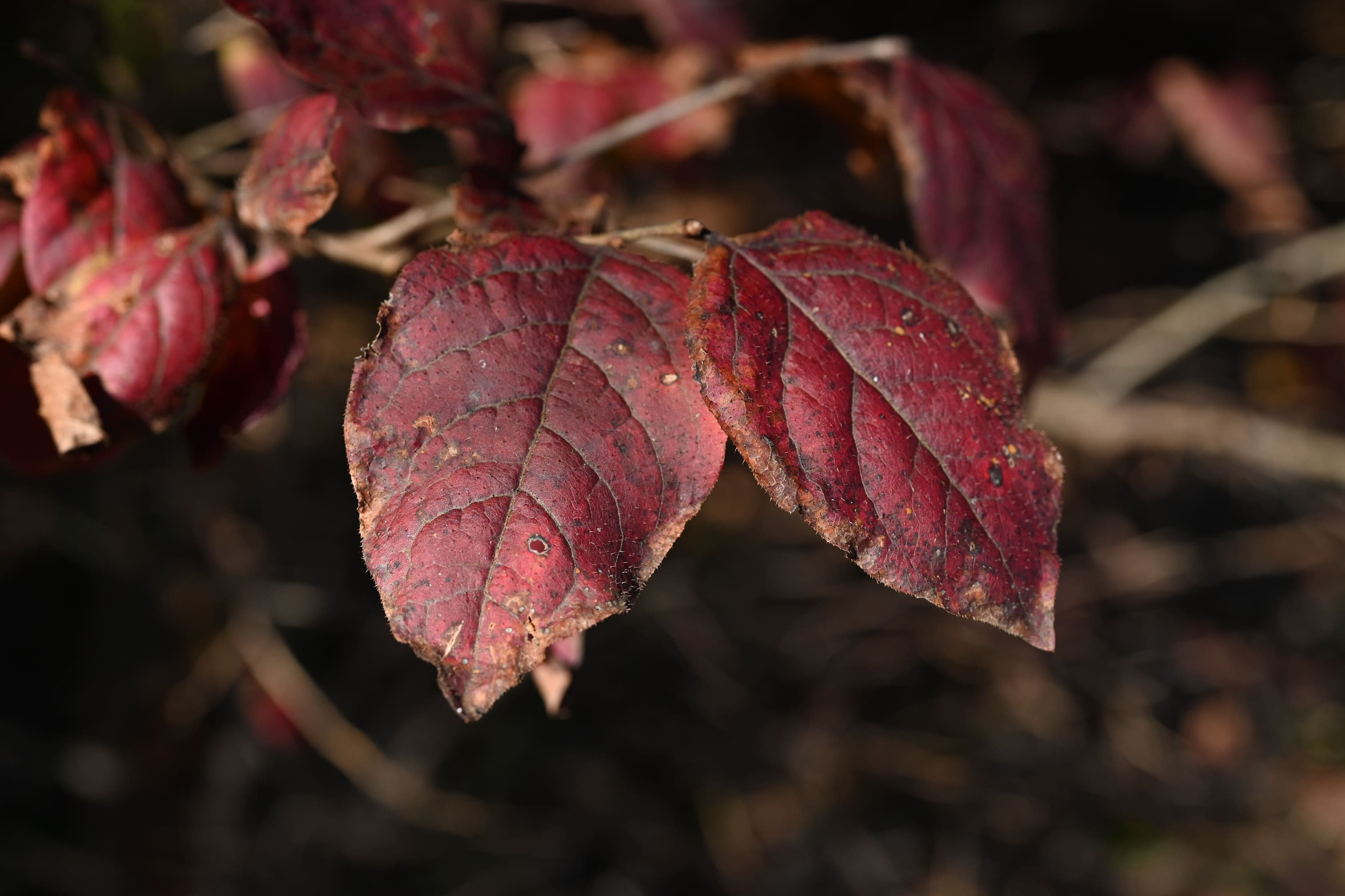 ナツハゼ 夏櫨 庭木図鑑 植木ペディア