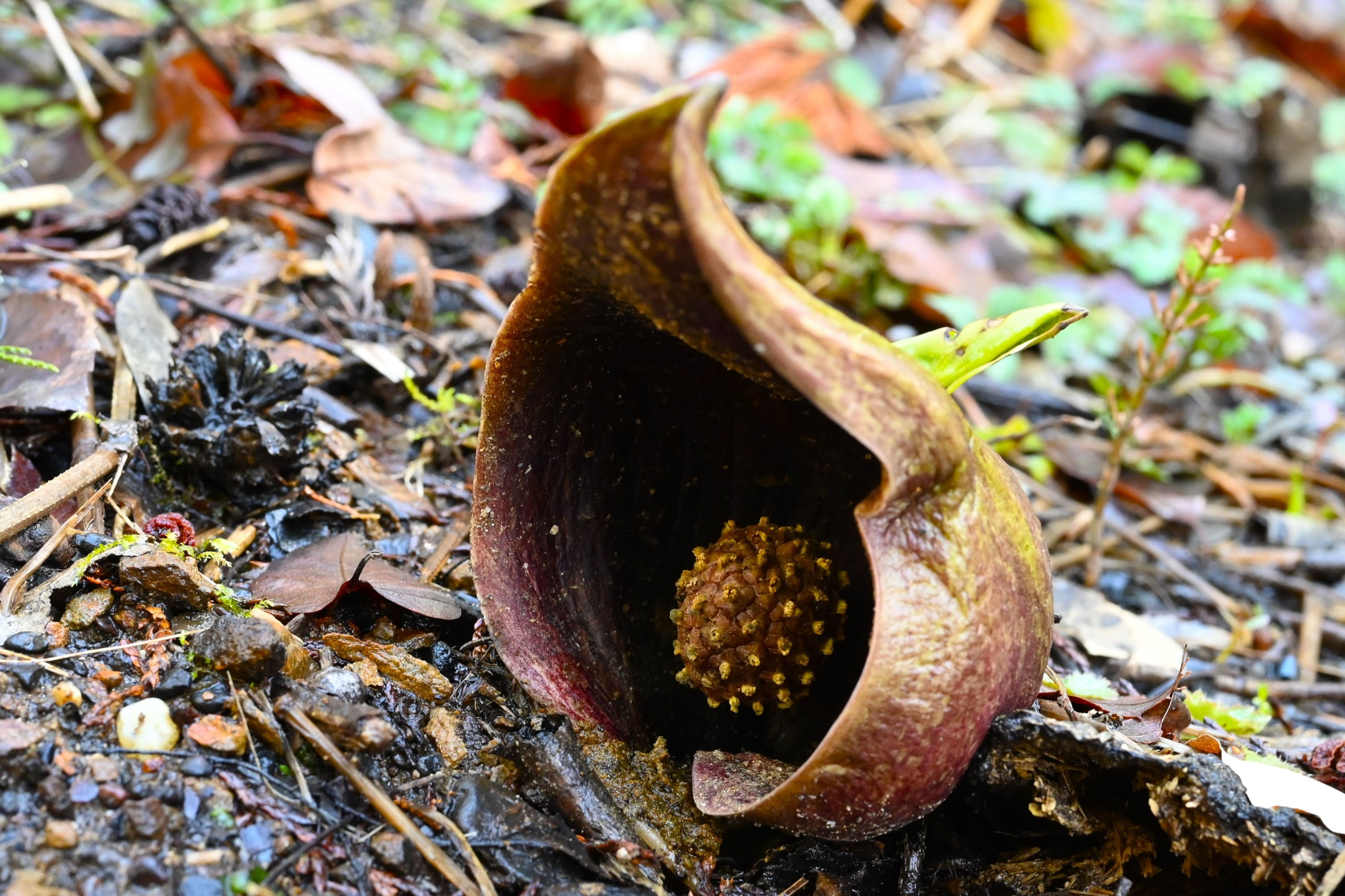 はるざぜんそう、さん確認用 ザゼンソウ - 野山に自然に咲く花のページ