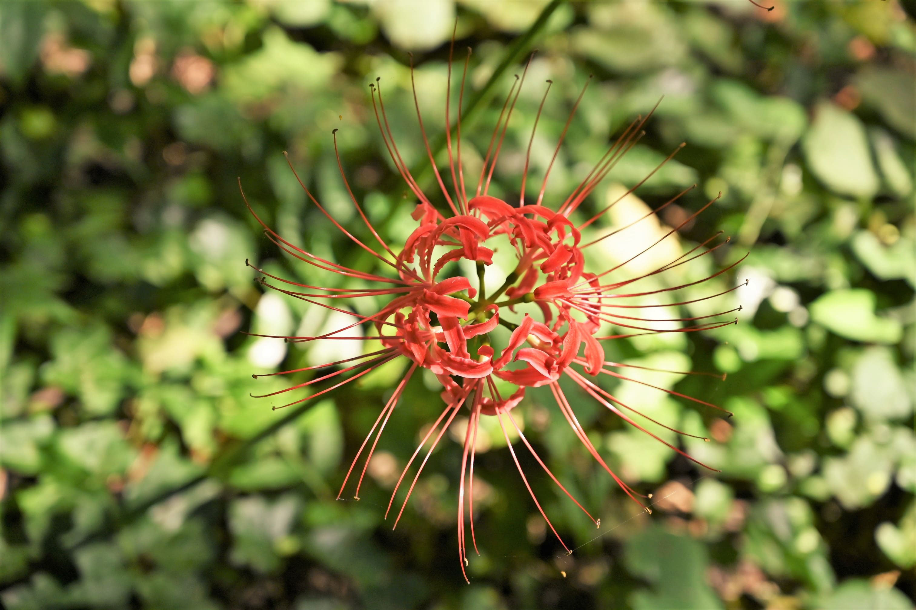 ヒガンバナ 彼岸花 庭木図鑑 植木ペディア ヒガンバナ 彼岸花 庭木図鑑 植木ペディア
