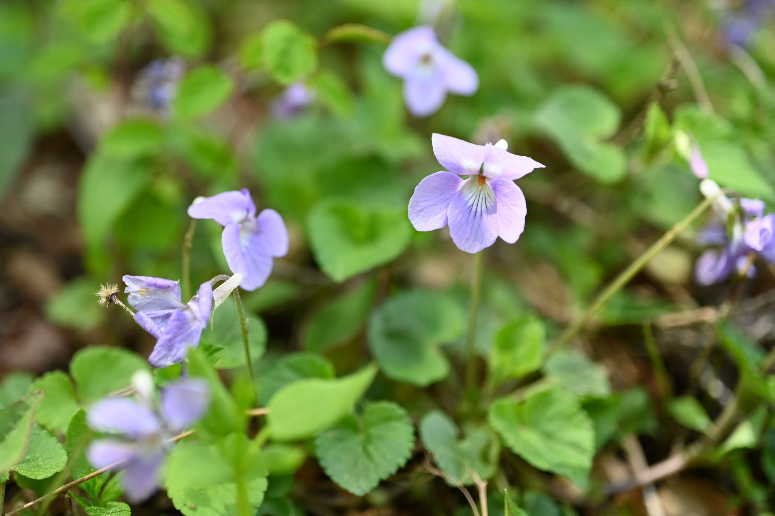 タチツボスミレ - 庭木図鑑 植木ペディア