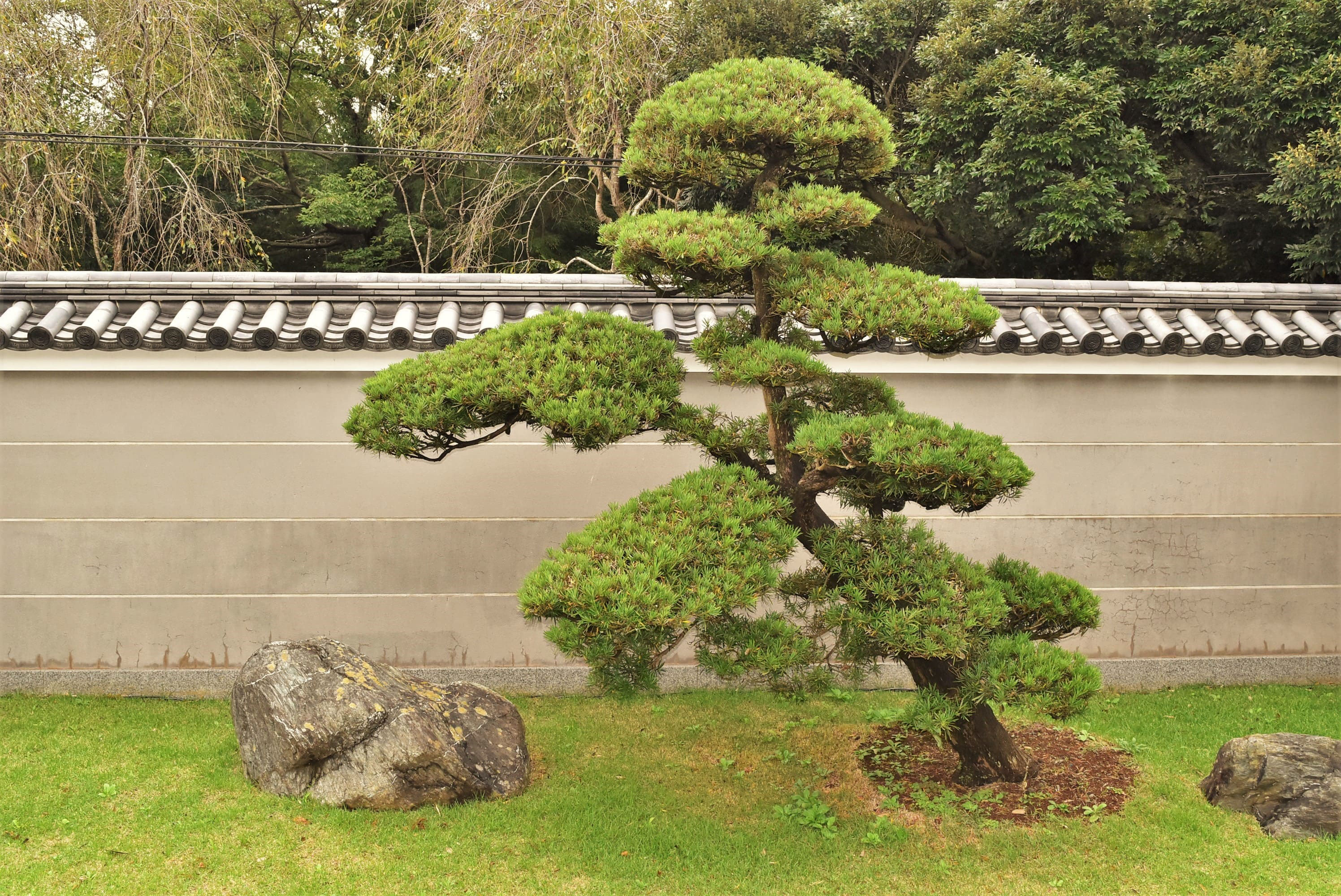 ラカンマキ 羅漢槙 庭木図鑑 植木ペディア
