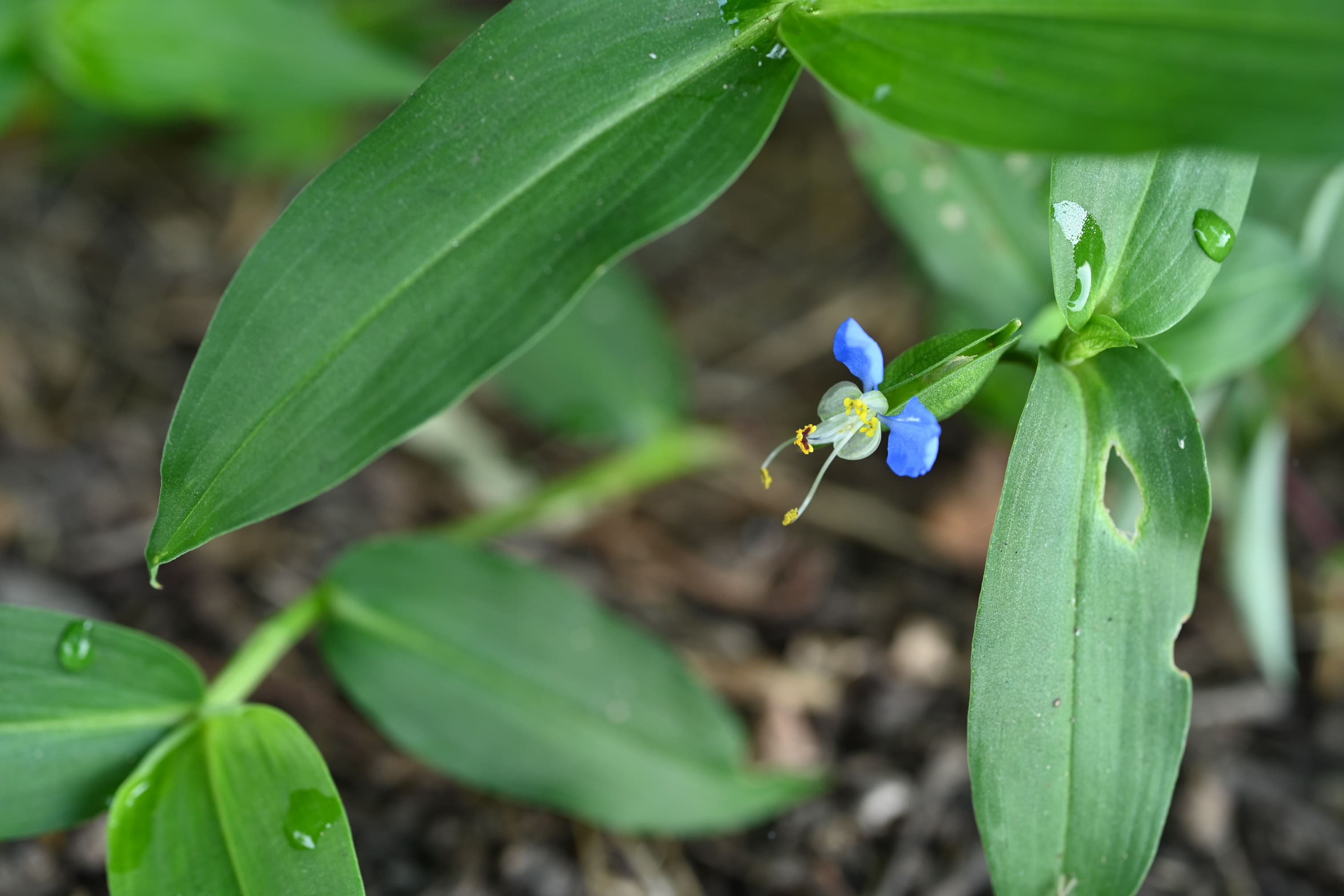 ツユクサ 露草 庭木図鑑 植木ペディア