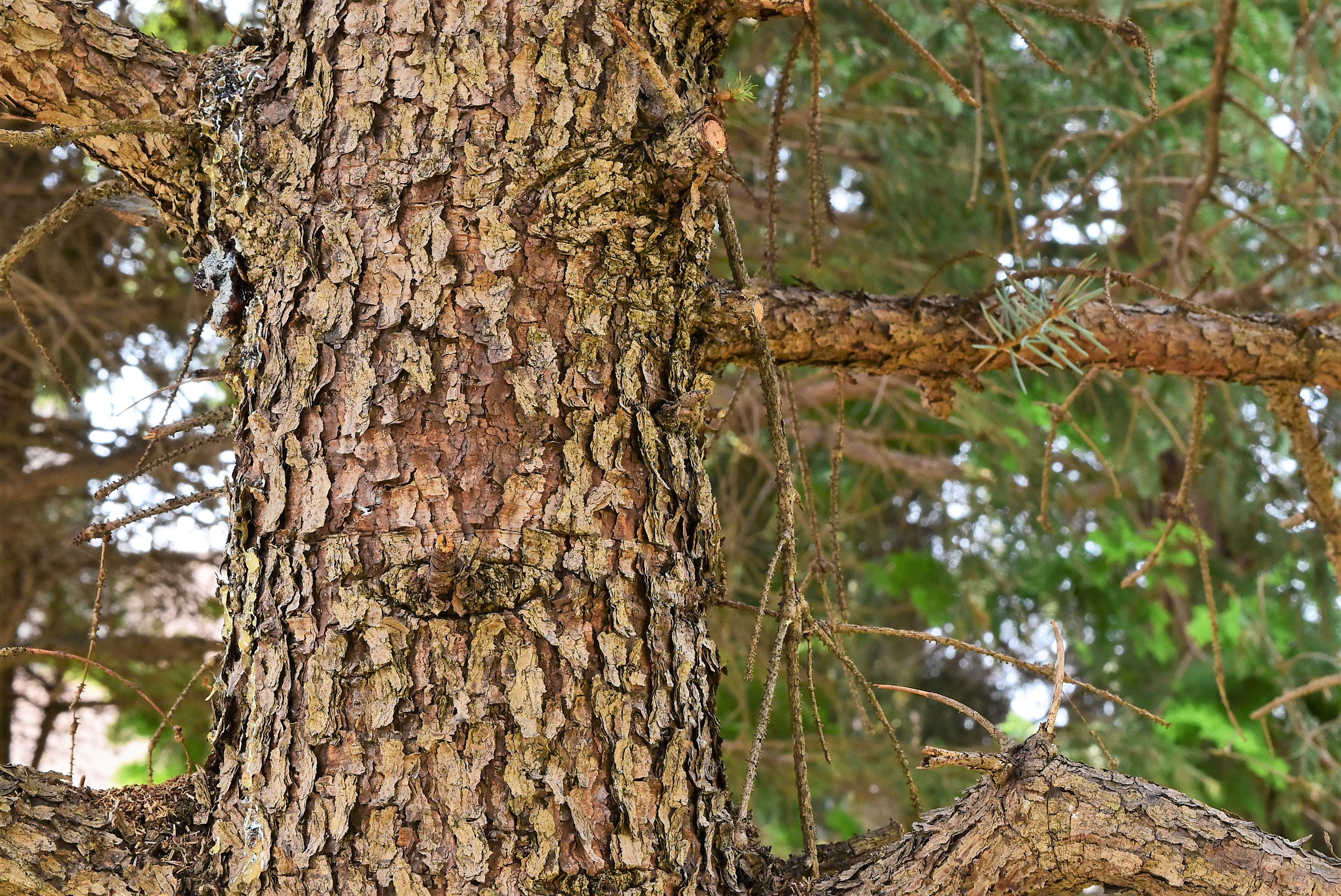 プンゲンストウヒ - 庭木図鑑 植木ペディア