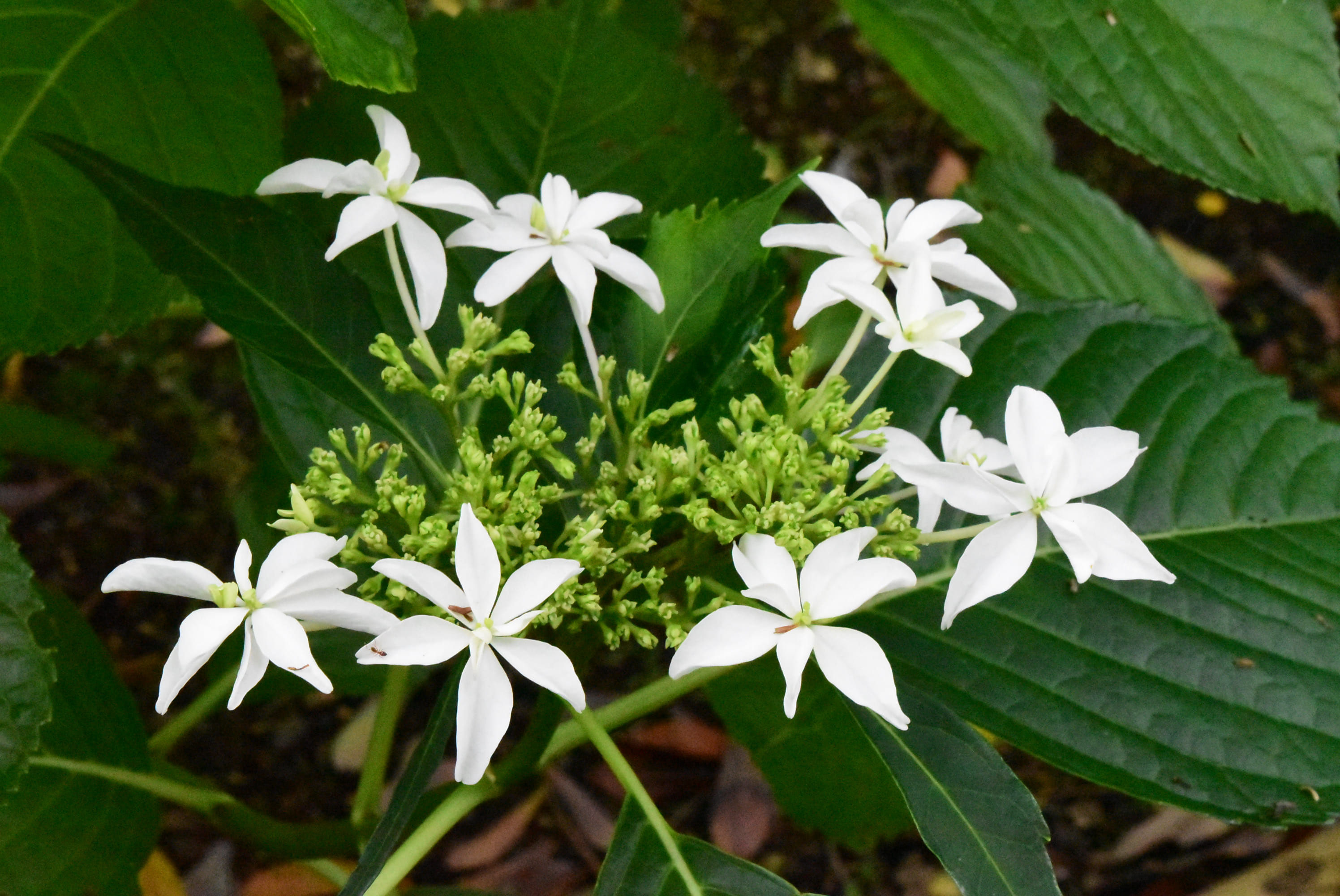 アジサイ 紫陽花 庭木図鑑 植木ペディア