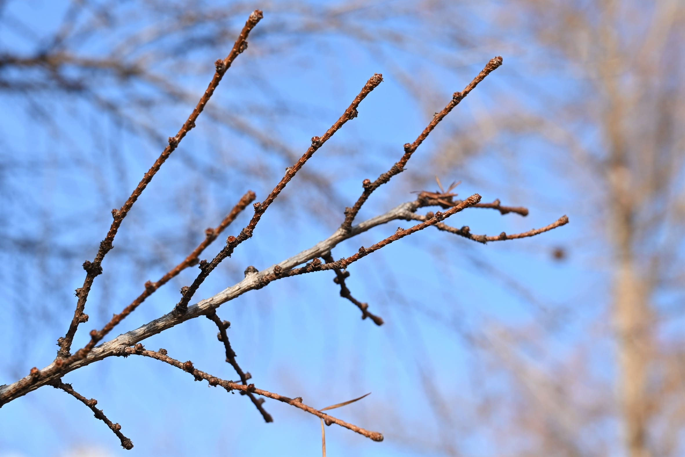 カラマツ 庭木図鑑 植木ペディア