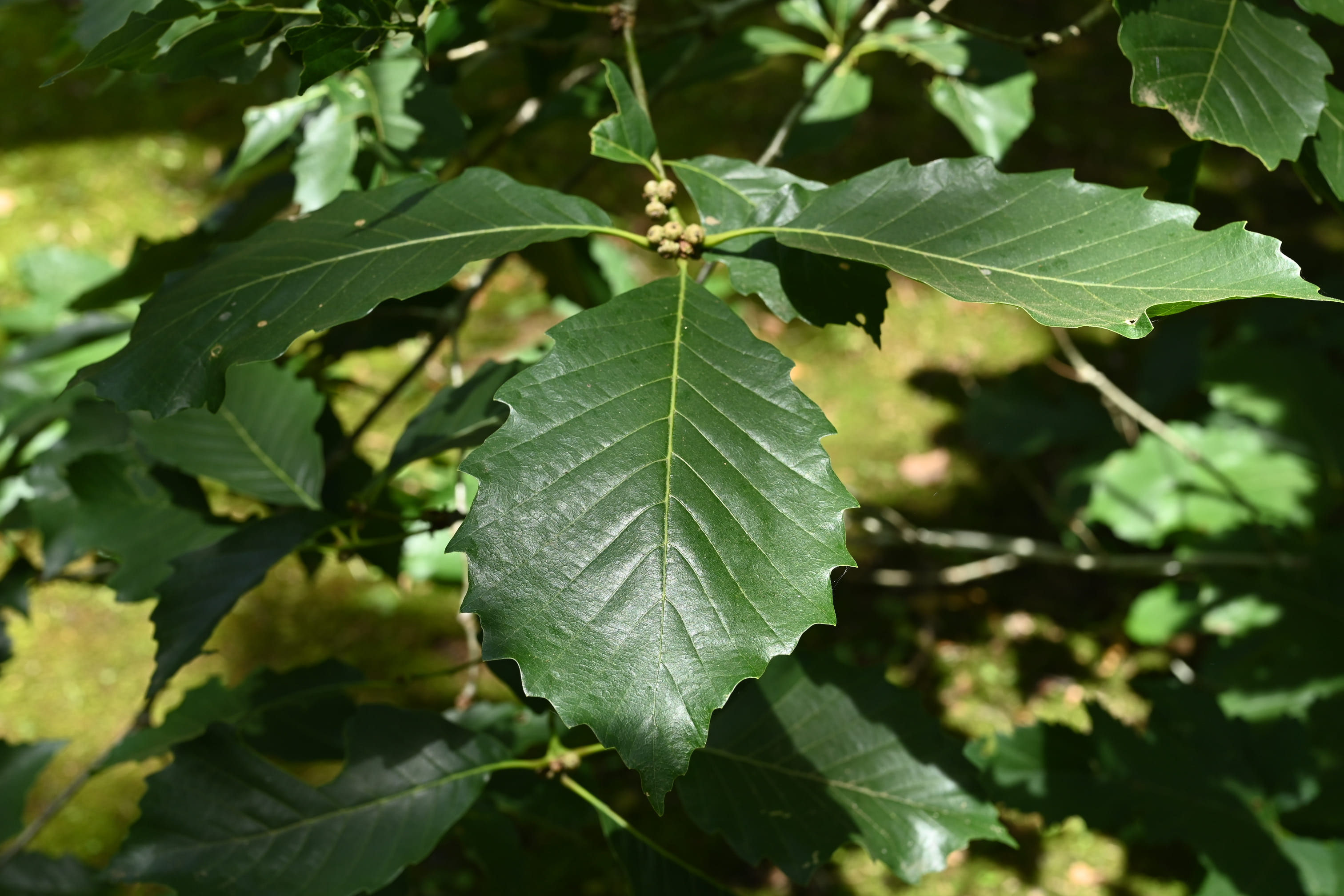 ナラガシワ 庭木図鑑 植木ペディア ナラガシワ 庭木図鑑 植木ペディア