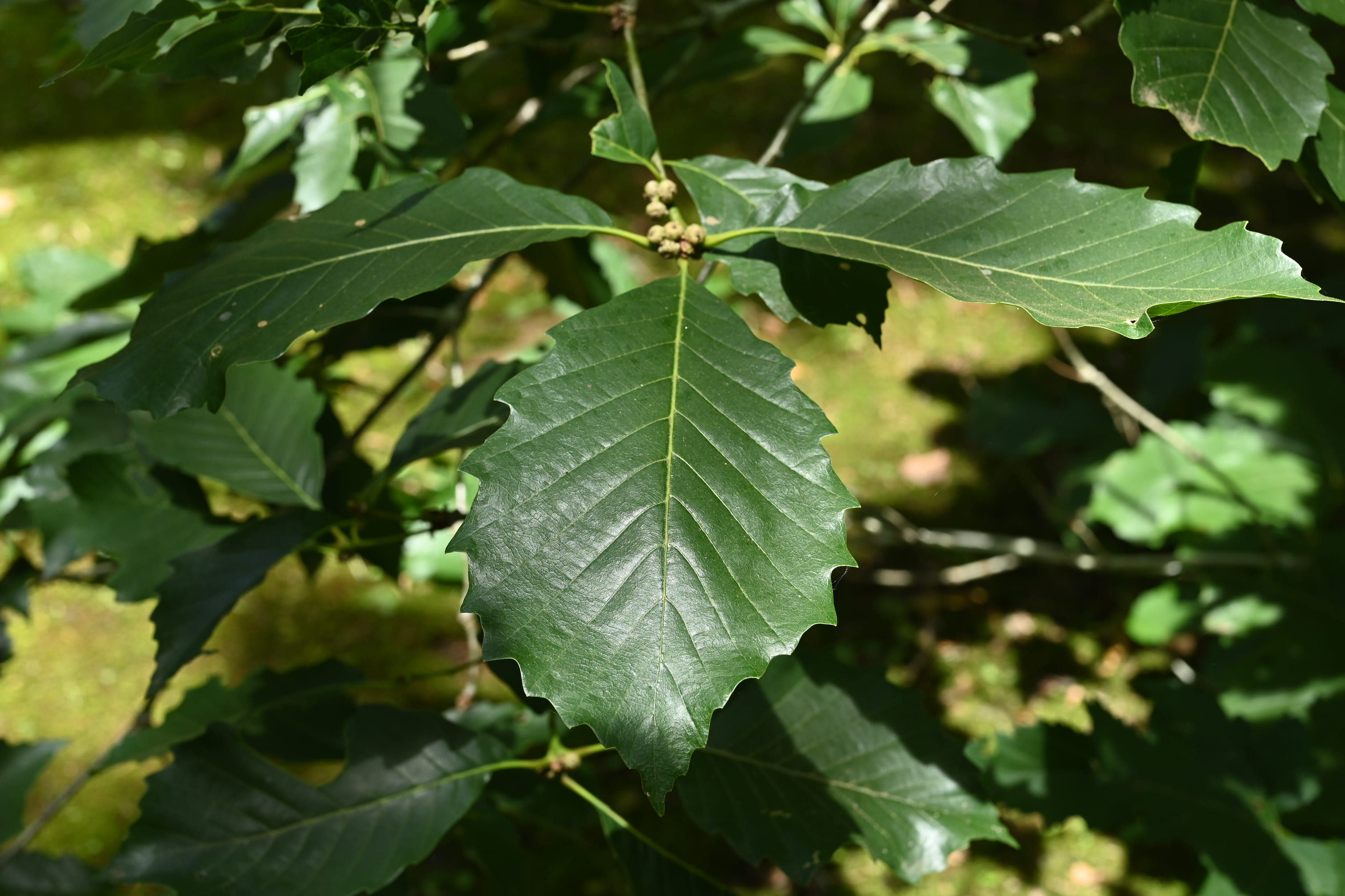 ナラガシワ 庭木図鑑 植木ペディア