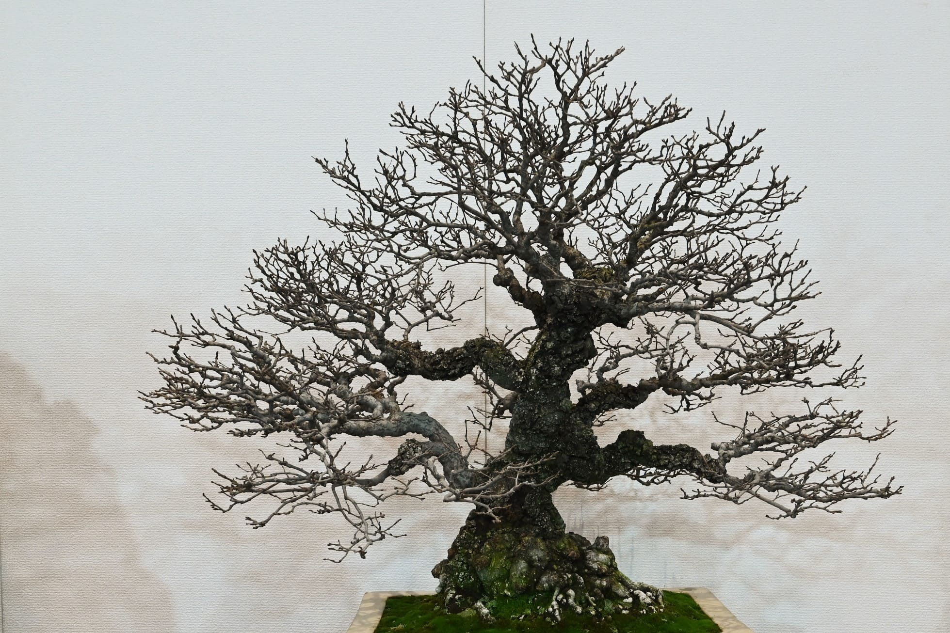 カマツカ 鎌柄 庭木図鑑 植木ペディア カマツカ 鎌柄 庭木図鑑 植木ペディア