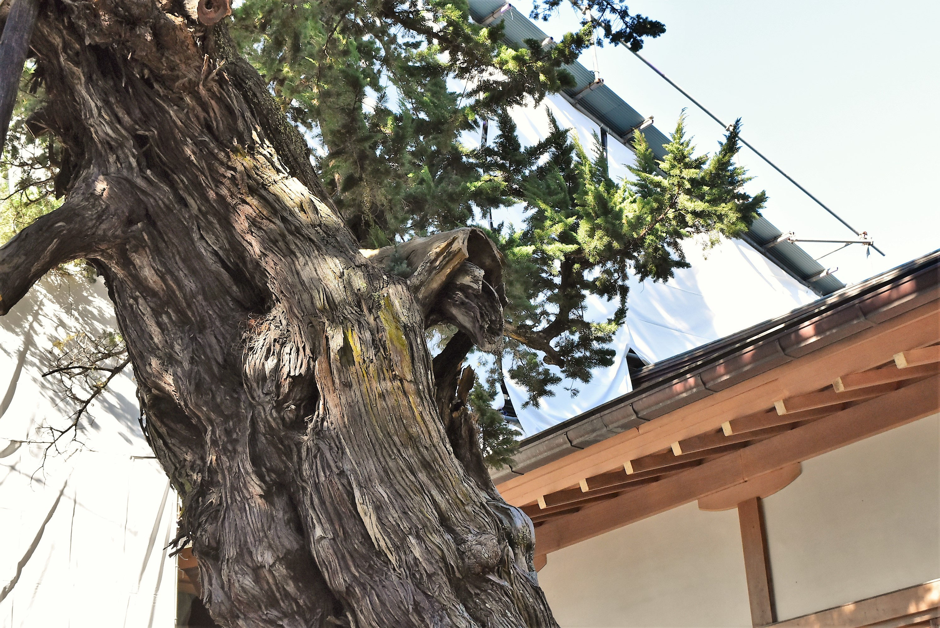 ビャクシン - 庭木図鑑 植木ペディア