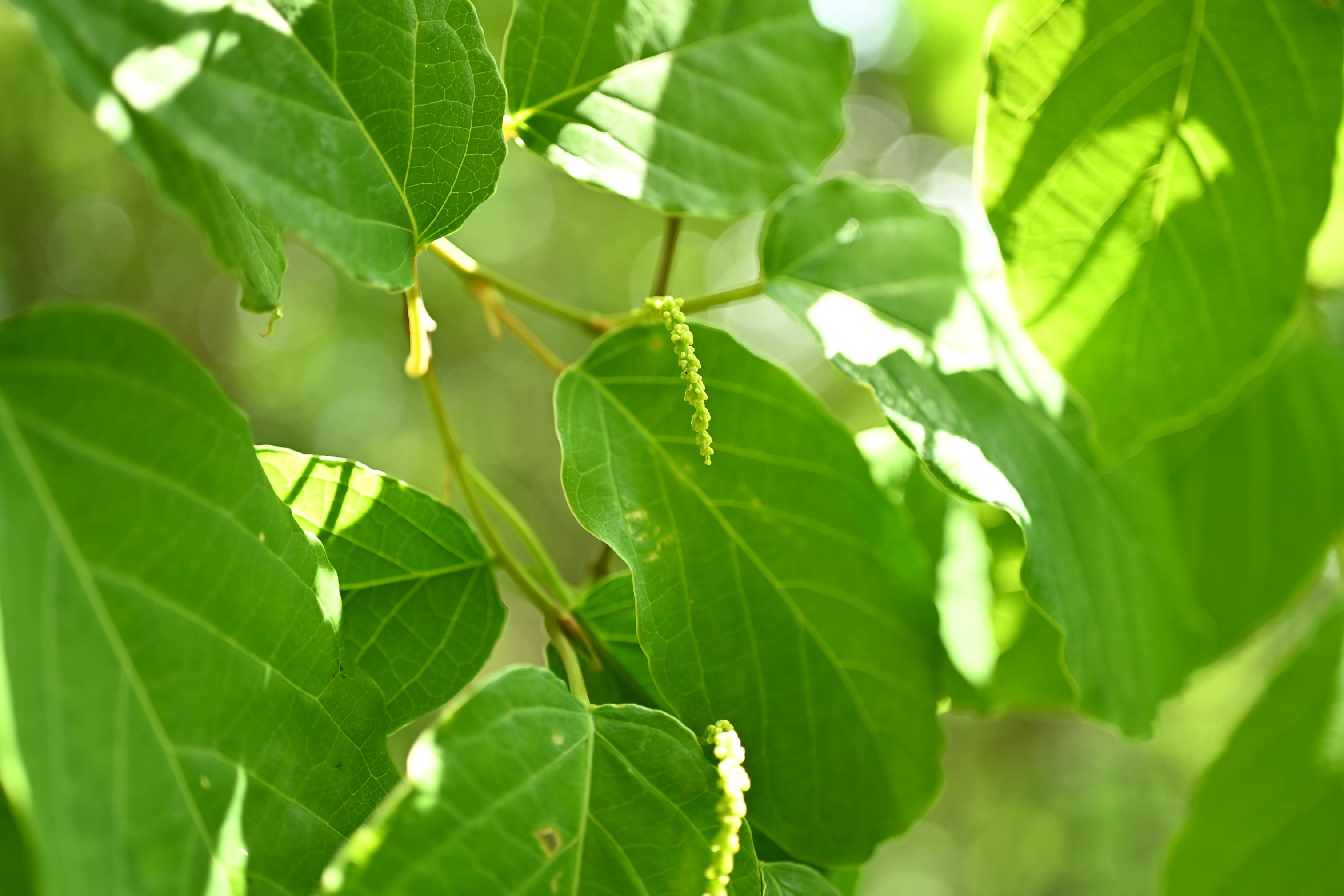 シラキ/白木【現品発送】管理70835 楽天市場】◎現品発送◎【落葉樹:シラキ(白木) 単木 根巻 1.5m】 落葉