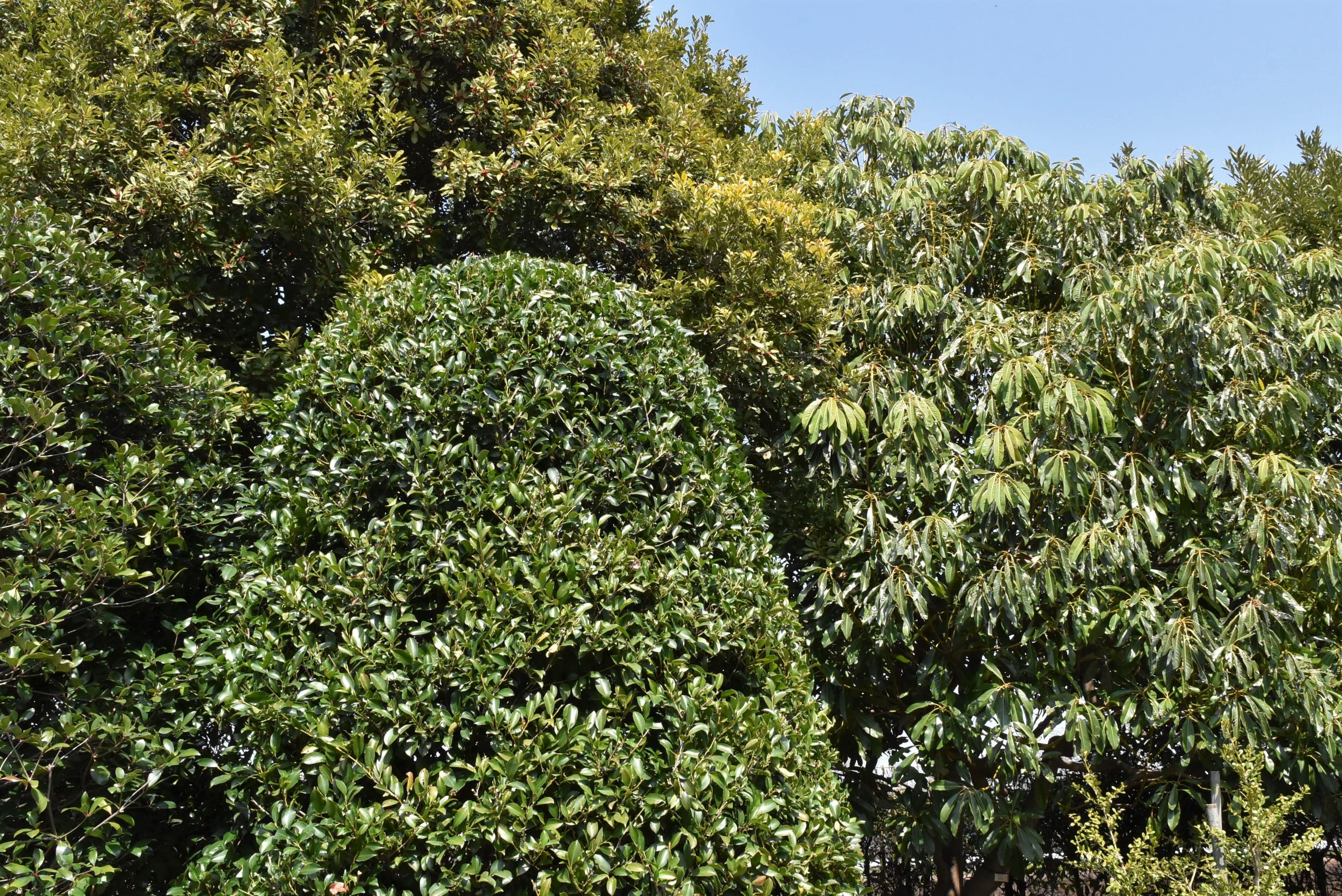 サカキ 榊 庭木図鑑 植木ペディア