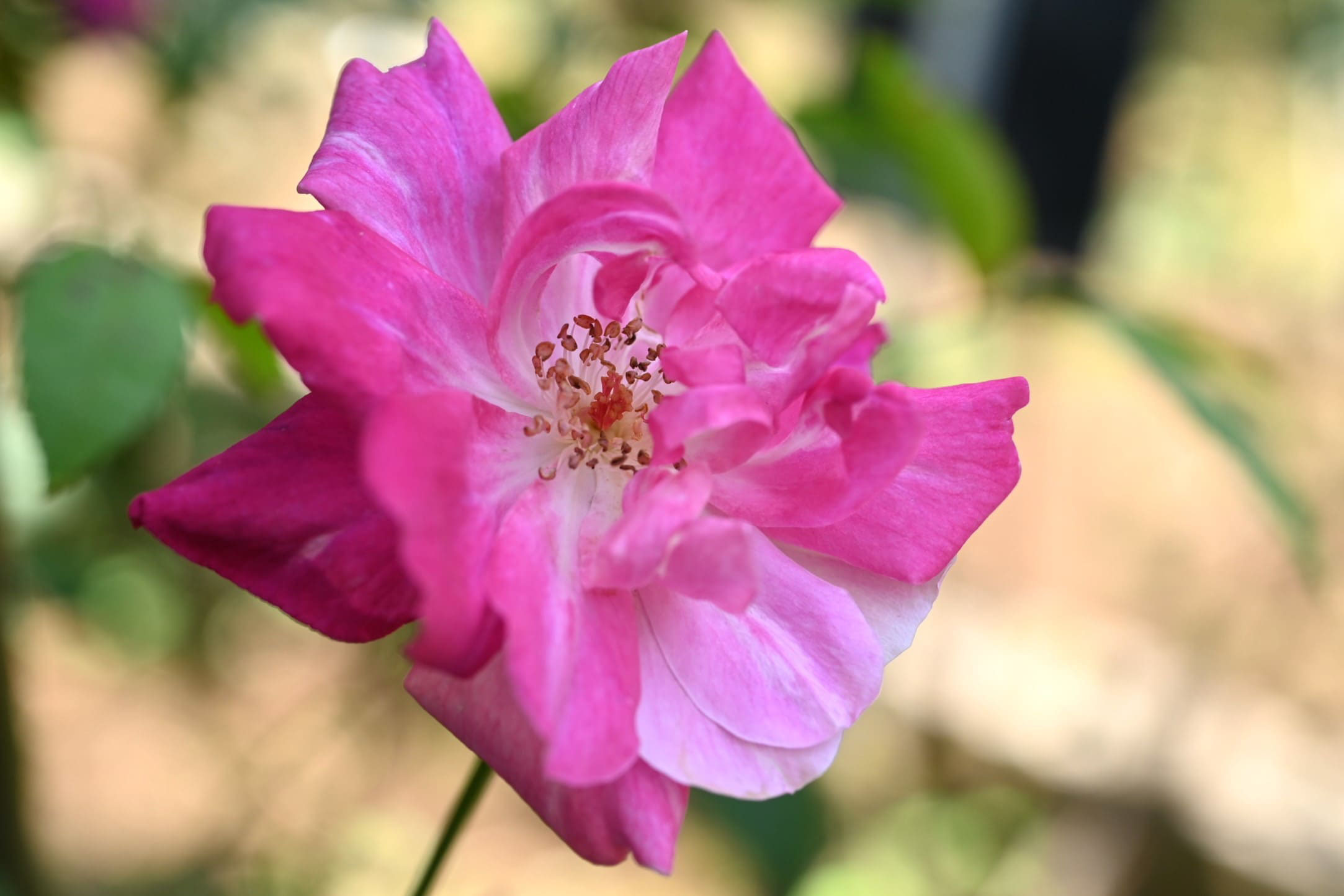 島バラ沖縄産 庚申薔薇こうしんばら挿し木成功ぬき苗 島バラ沖縄産 庚申薔薇こうしんばら挿し木成功抜き苗
