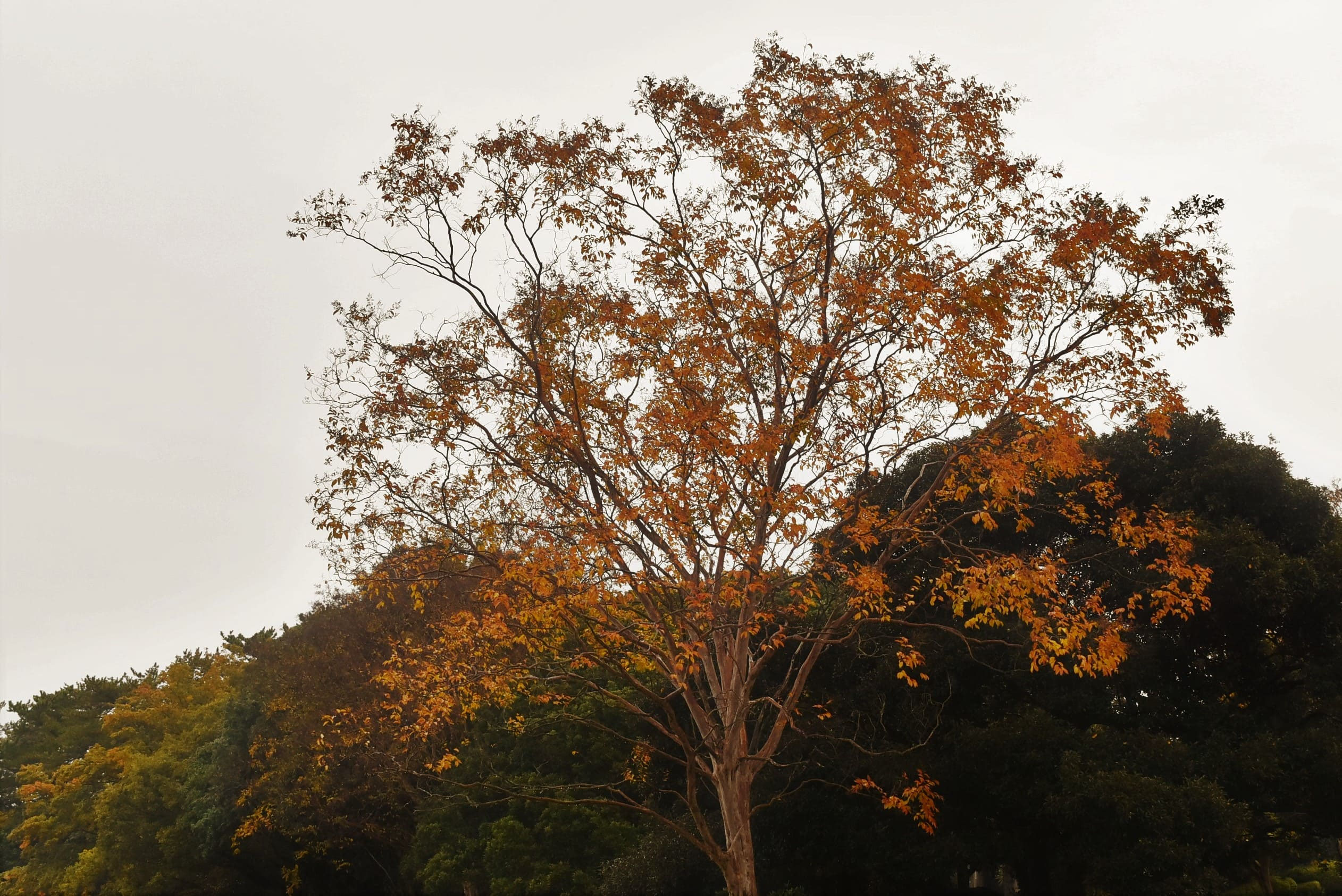 シマサルスベリ（島百日紅） - 庭木図鑑 植木ペディア