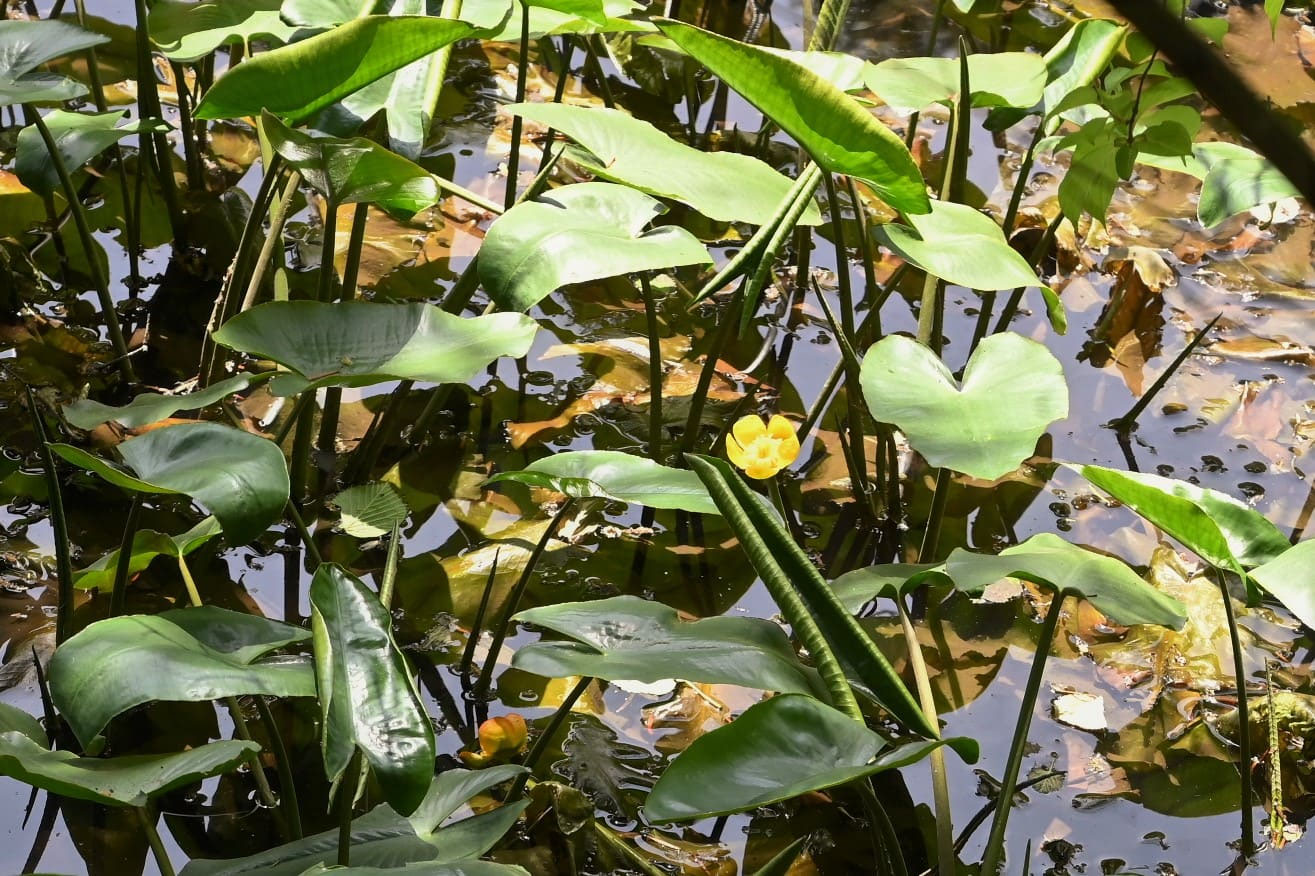 コウホネ／こうほね／河骨 - 庭木図鑑 植木ペディア