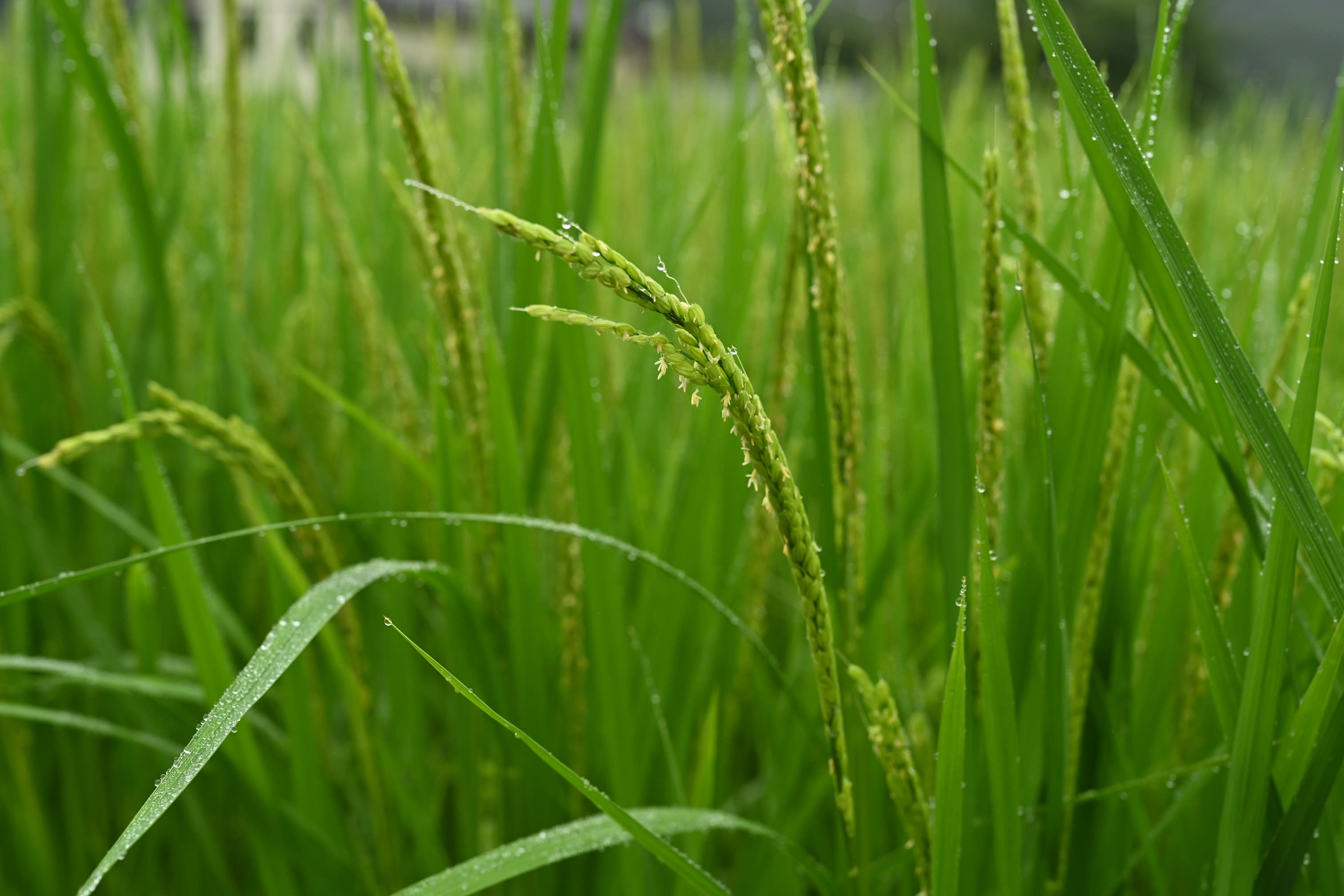イネ いね 稲 庭木図鑑 植木ペディア