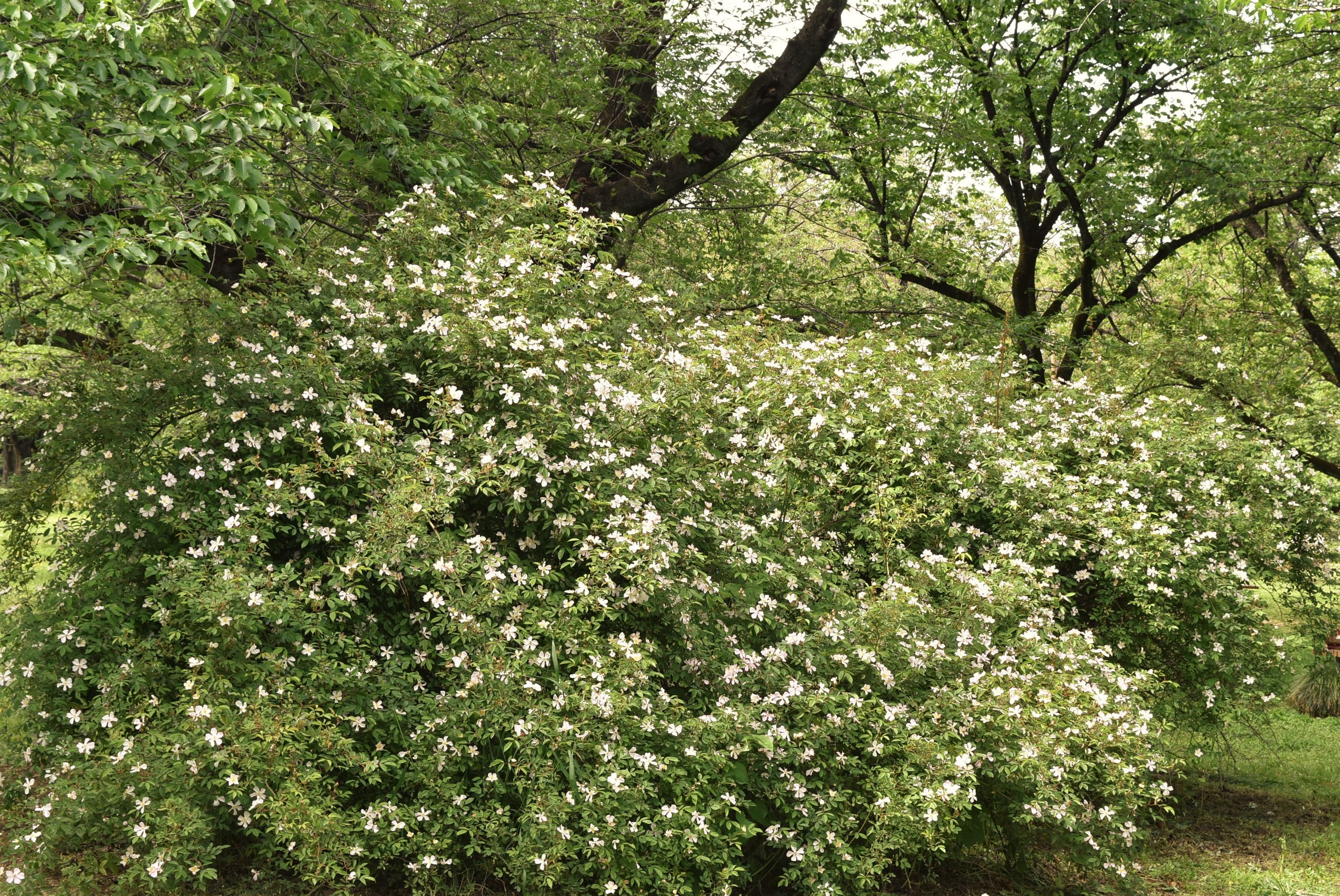サクラバラ さくらばら 桜薔薇 庭木図鑑 植木ペディア