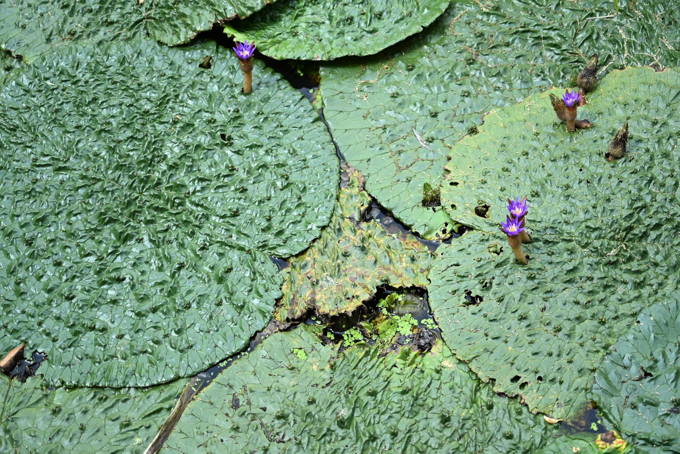 おにはす オニバス（鬼蓮）とオオオニバス（大鬼蓮）の植物の特徴をわかり