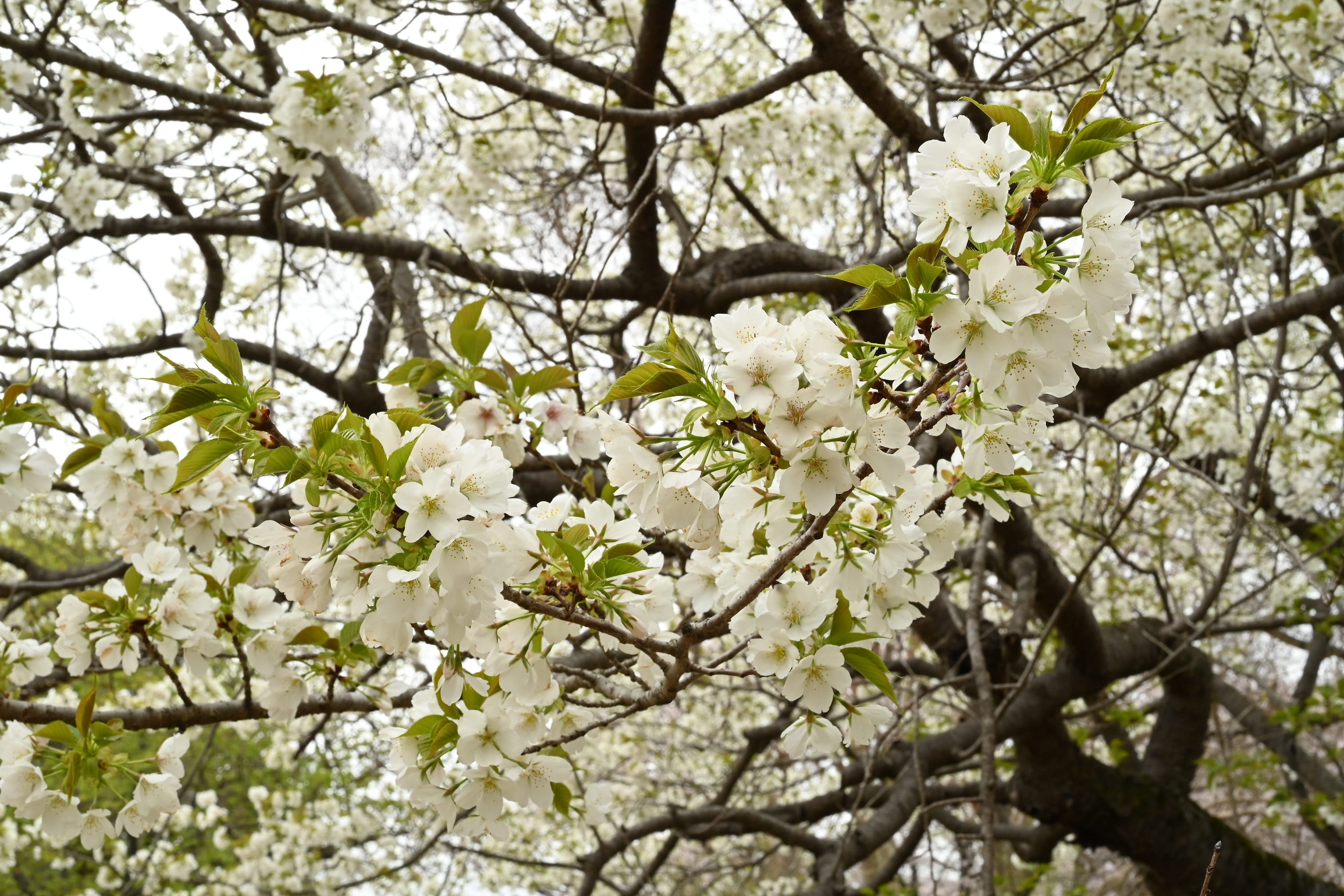 オオシマザクラ 大島桜 庭木図鑑 植木ペディア