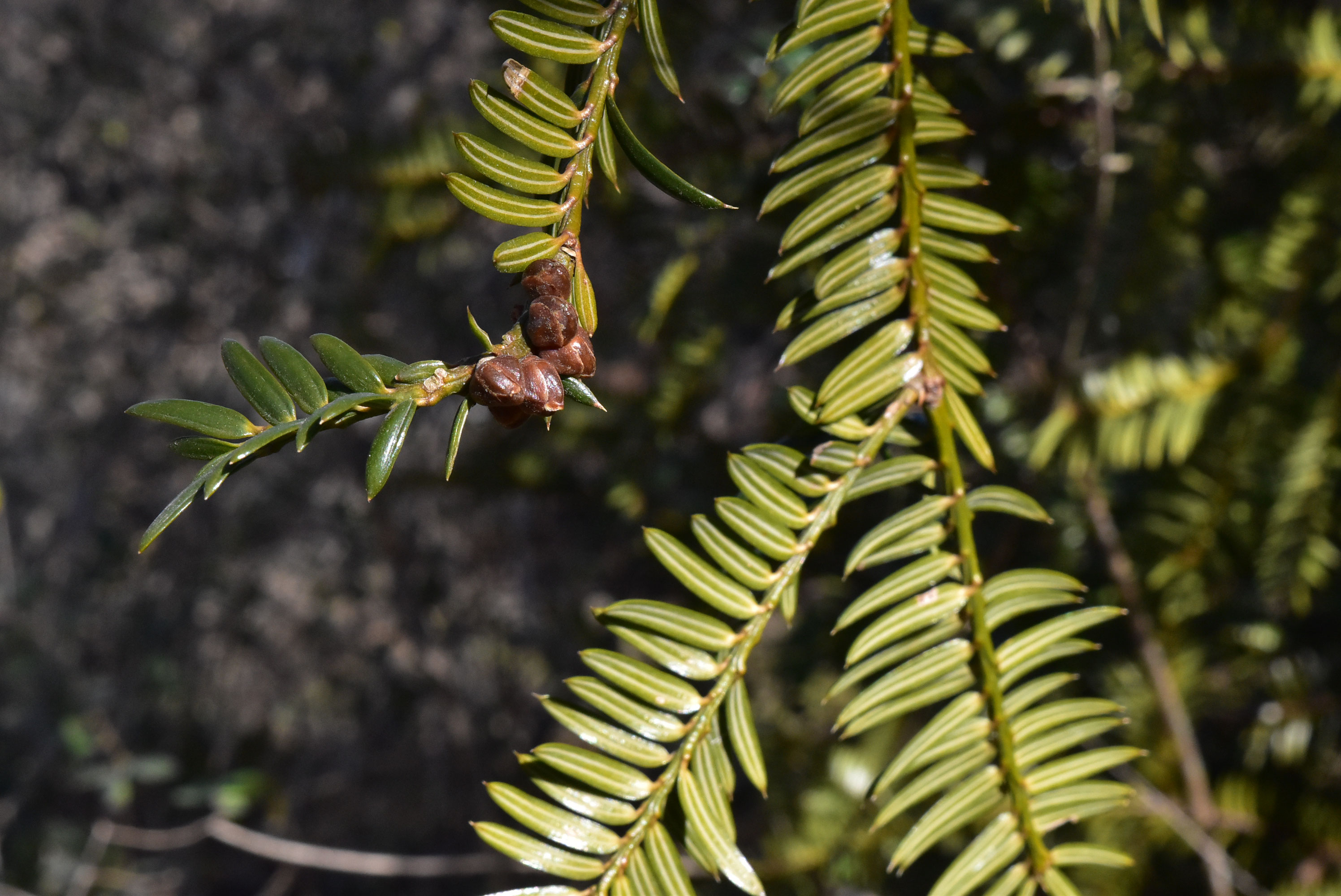 カヤ 榧 庭木図鑑 植木ペディア カヤ 榧 庭木図鑑 植木ペディア