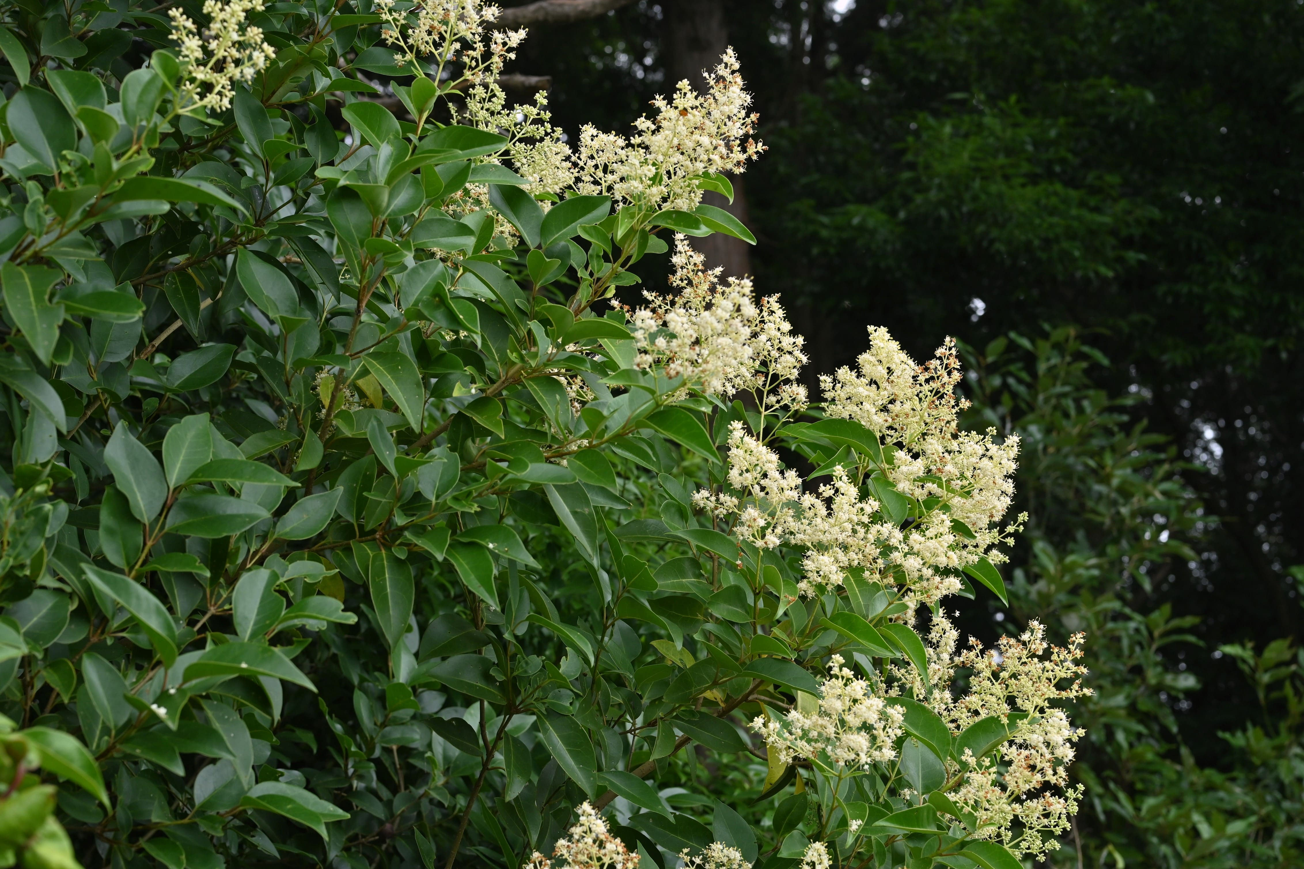 トウネズミモチ（唐女貞） - 庭木図鑑 植木ペディア