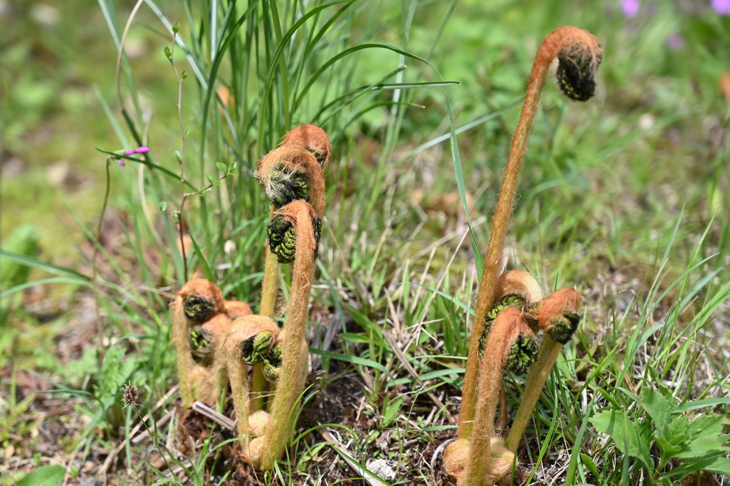 ゼンマイ ぜんまい 薇 庭木図鑑 植木ペディア