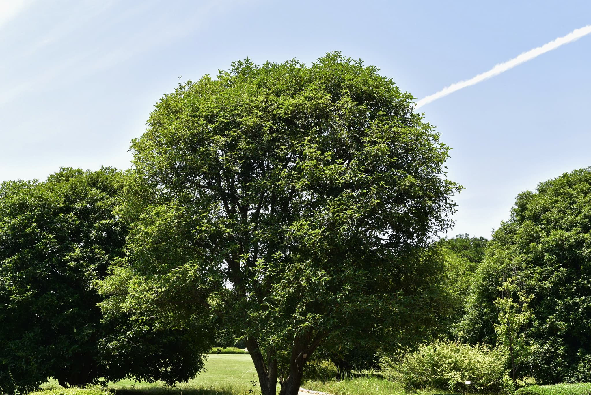 キンモクセイ 金木犀 庭木図鑑 植木ペディア