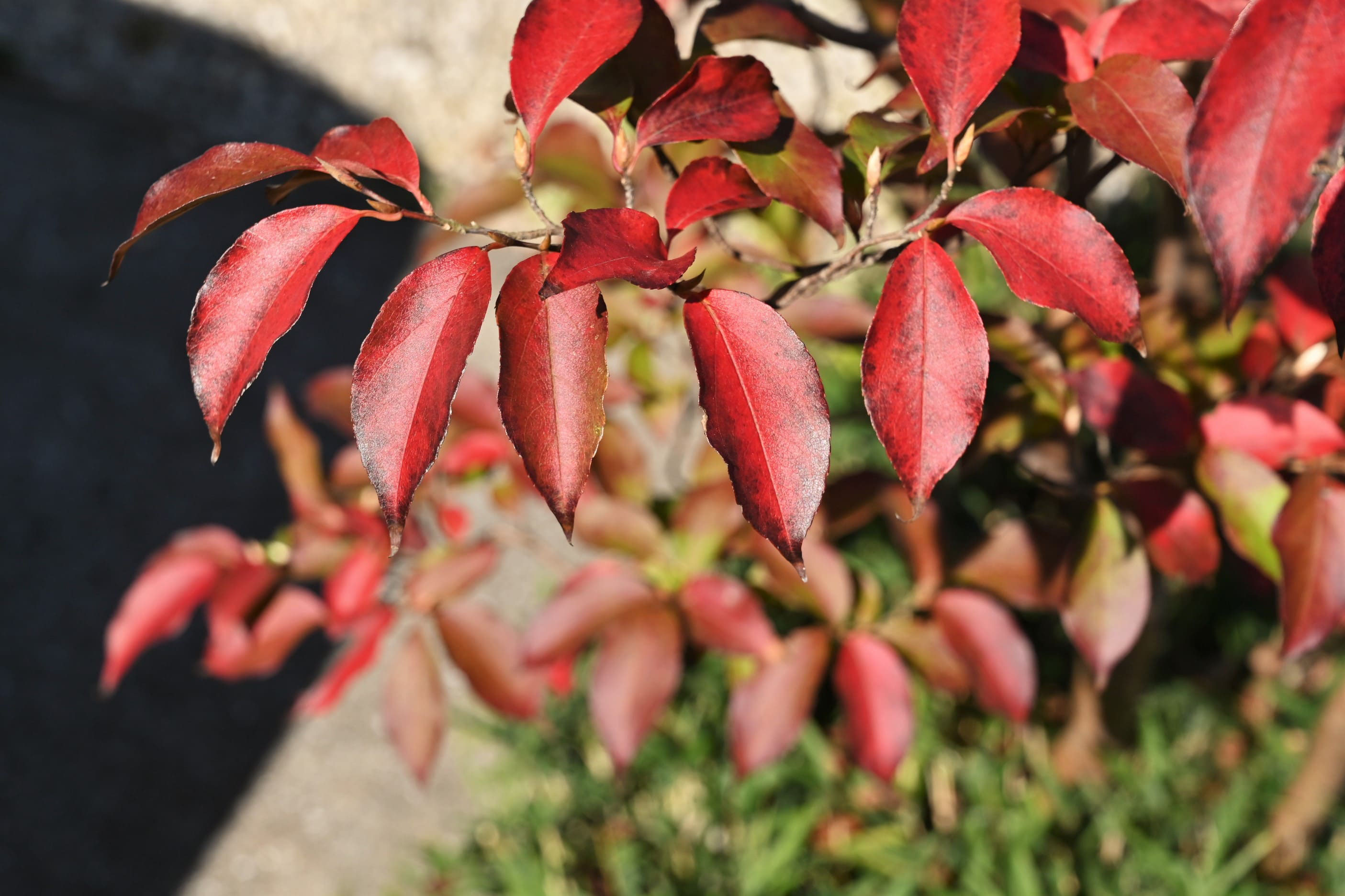 大人向け】けものひめ 紅葉