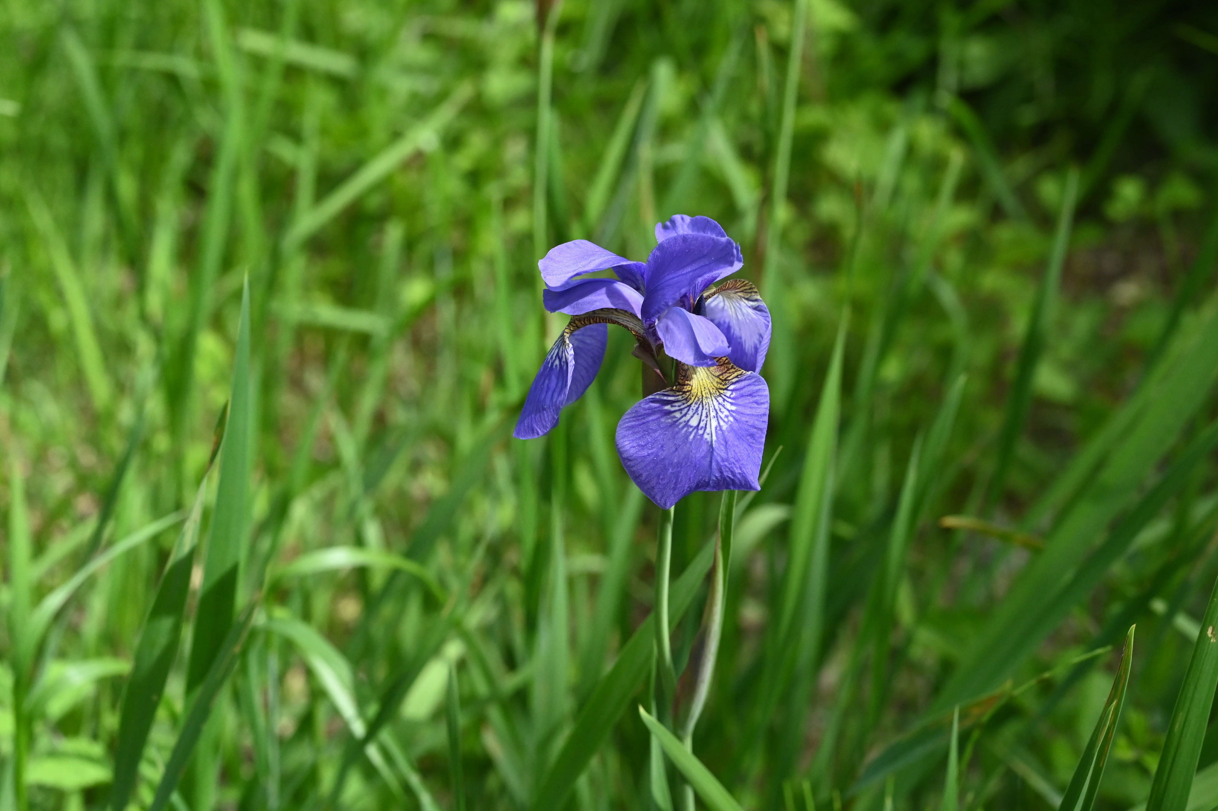 アヤメ あやめ 菖蒲 庭木図鑑 植木ペディア