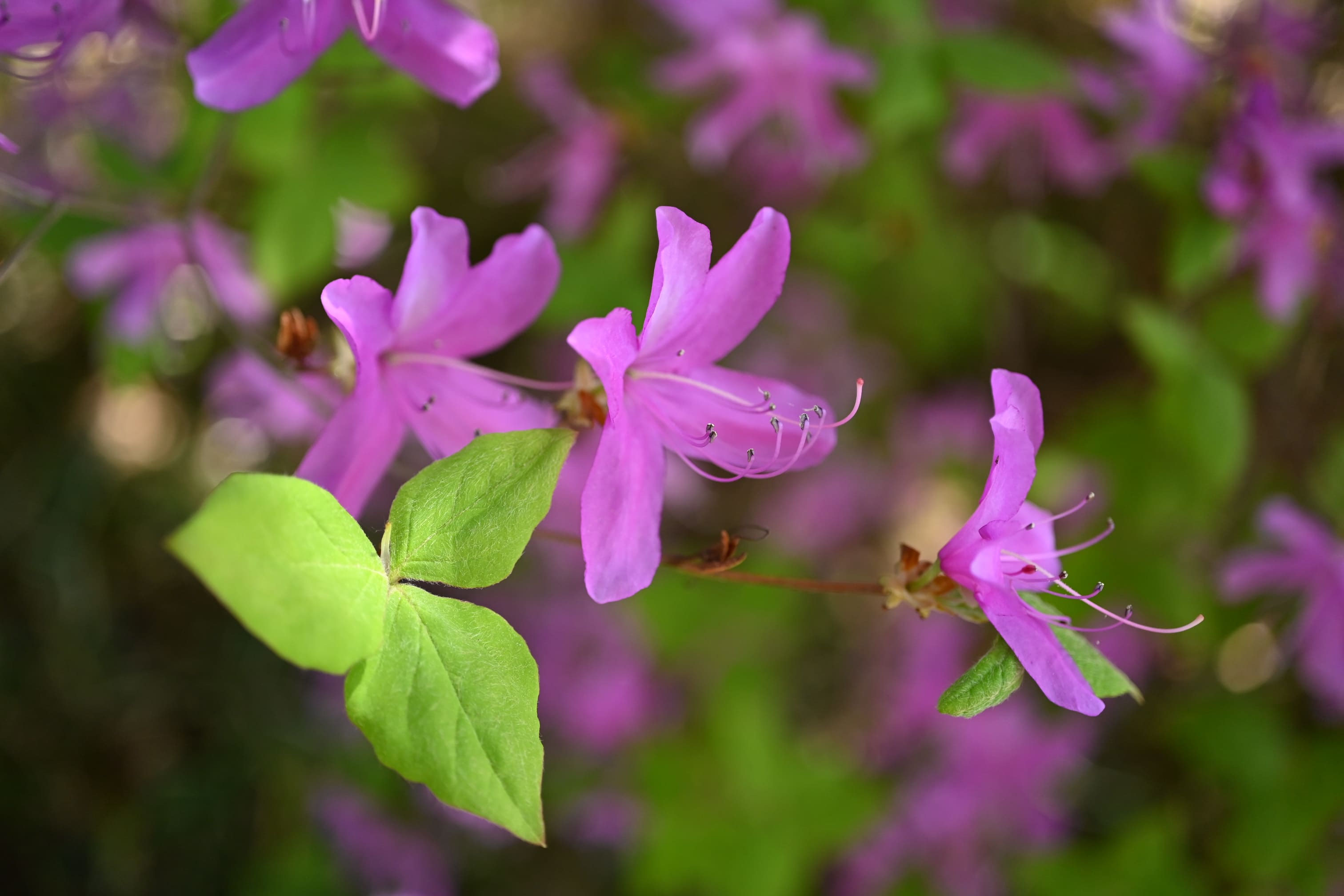 育て方 ミヤマツツジ ミツバツツジ白 白花 ツツジ ミツバツツジの特徴と育て方 部の部室 育てよう By 花ひろばオンライン