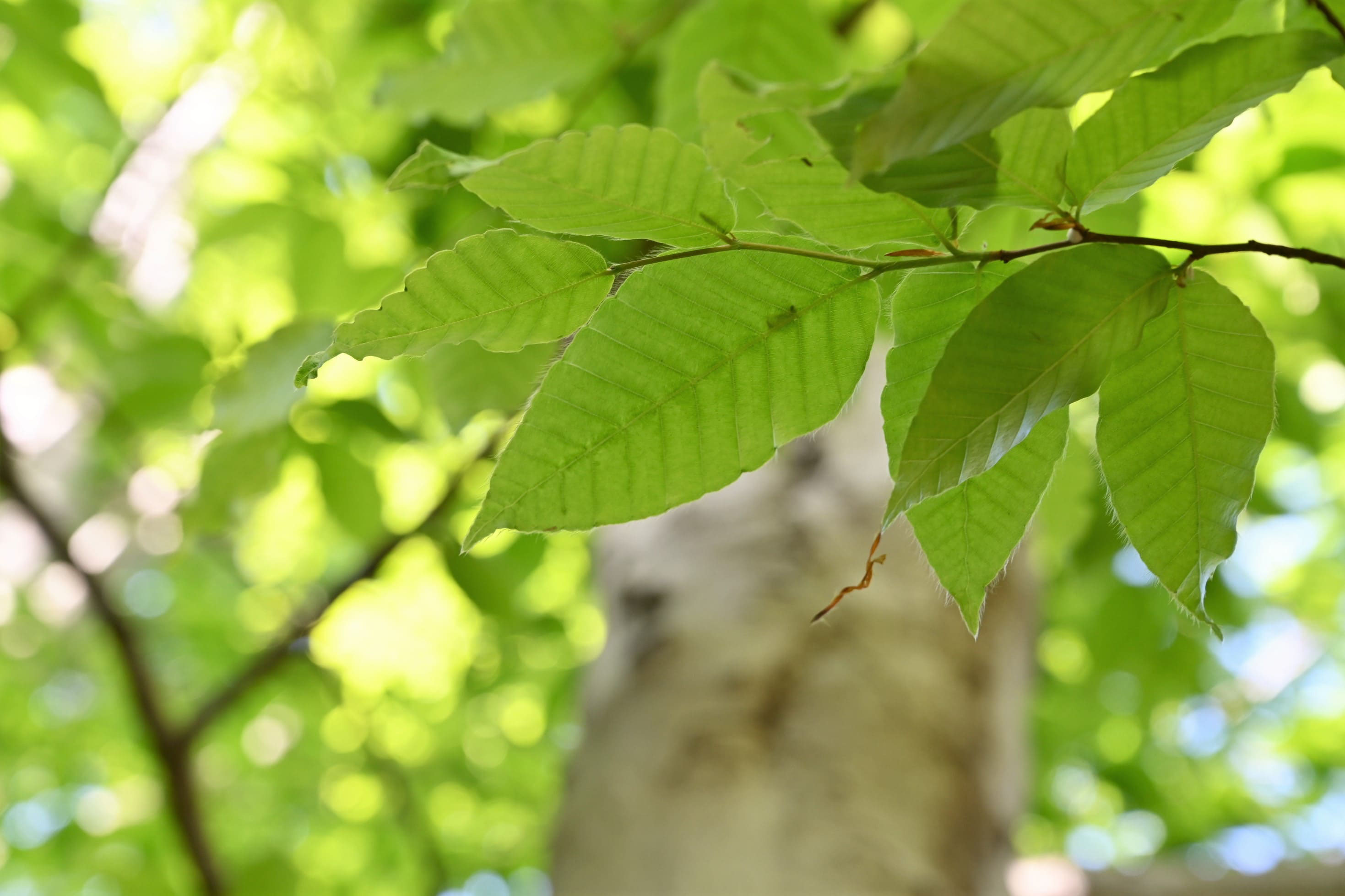 ブナ 庭木図鑑 植木ペディア