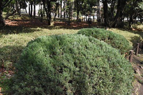 ビャクシン - 庭木図鑑 植木ペディア