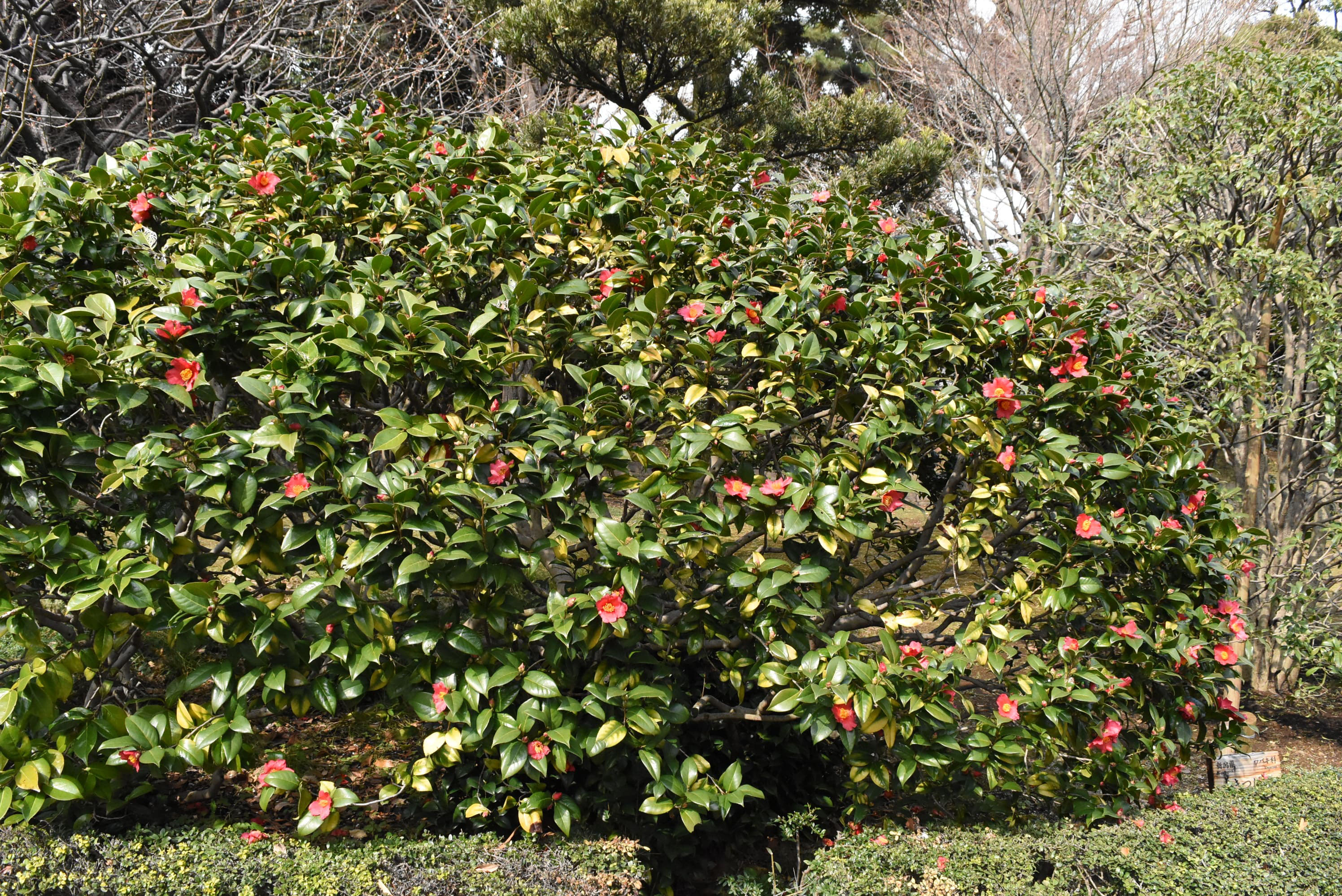ユキツバキ 雪椿 庭木図鑑 植木ペディア