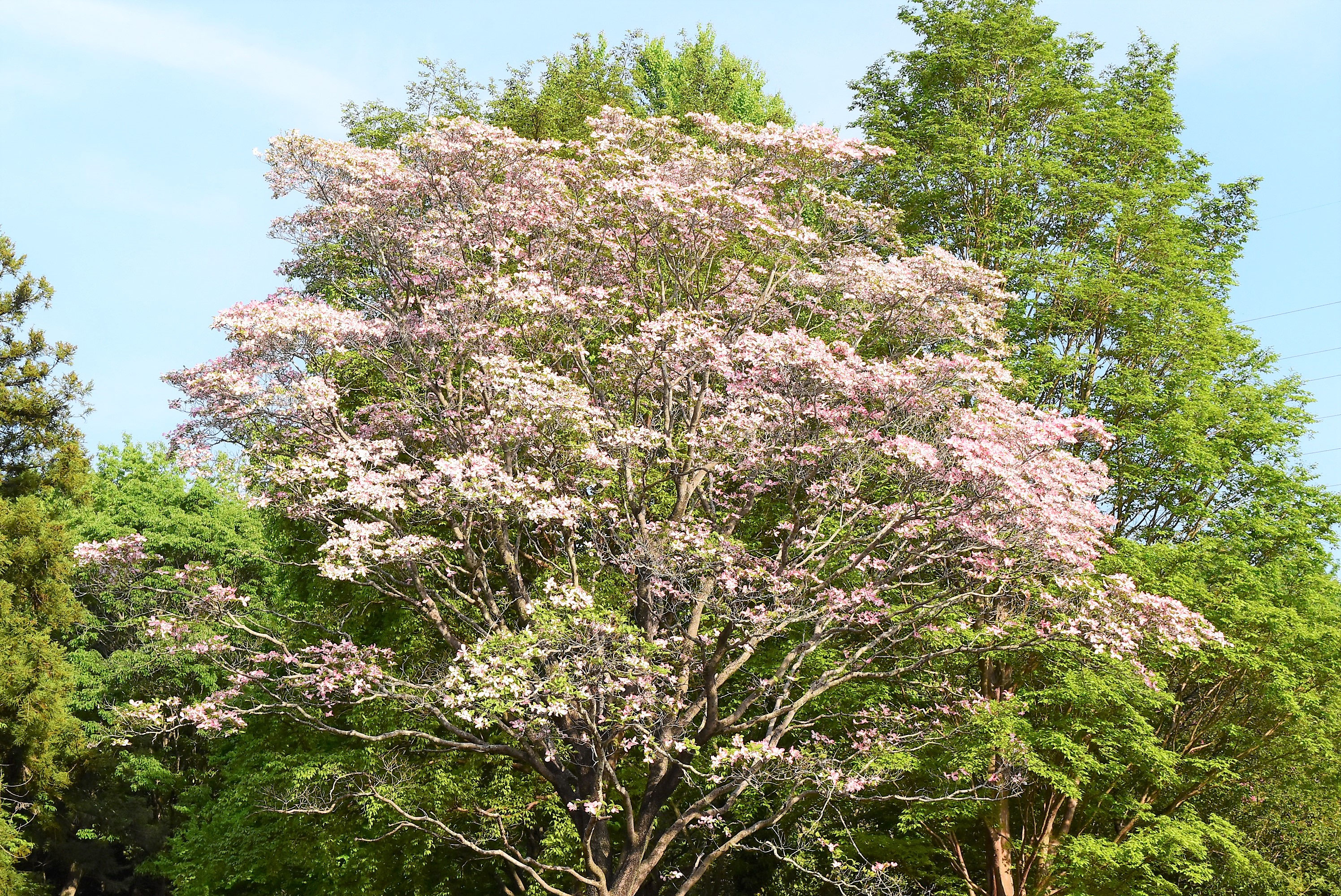 ハナミズキページ 楽天市場】【2025年ダイアリー】もんシリーズB6ウィークリーハナミズキ