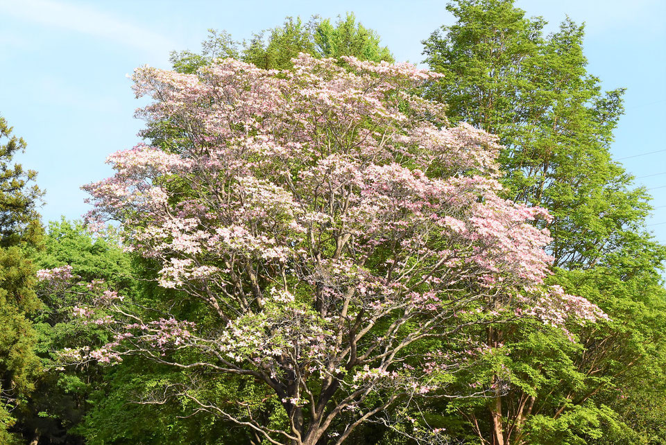 ハナミズキとは？花の特徴・開花時期・育て方を解説 - 庭木図鑑 植木