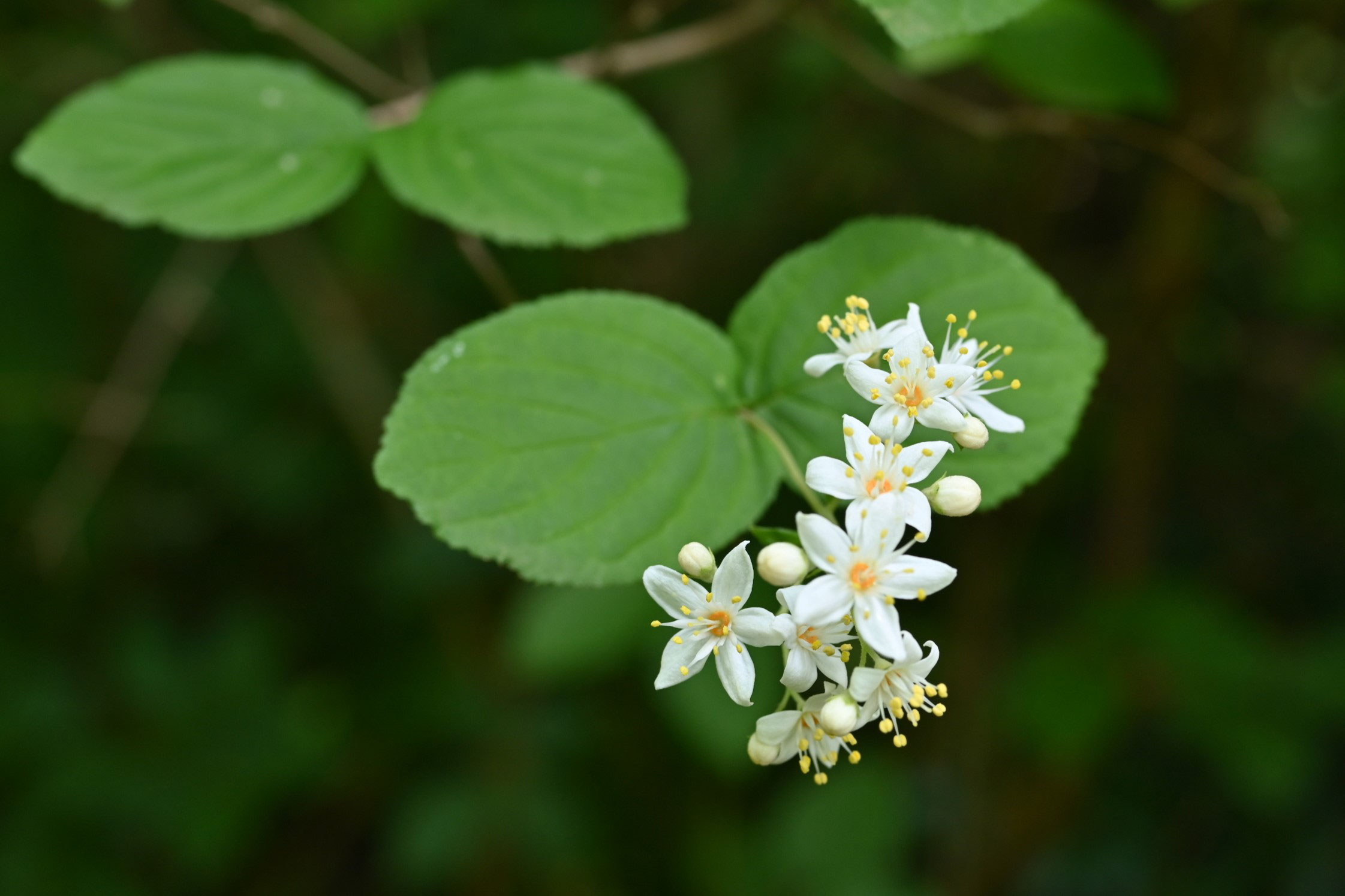 ウツギ 空木 庭木図鑑 植木ペディア