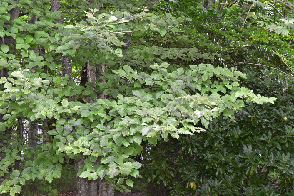 庭木図鑑 植木ペディア