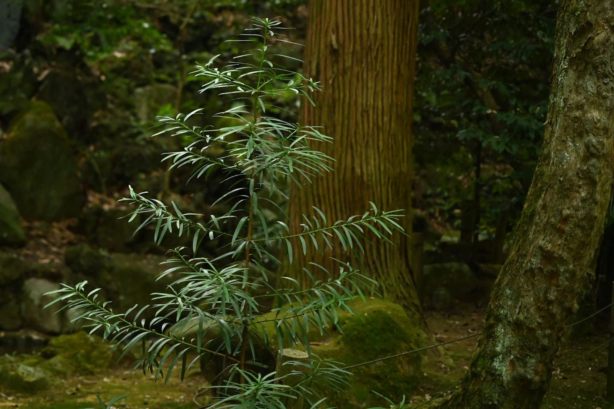 イヌマキ（犬槙） - 庭木図鑑 植木ペディア