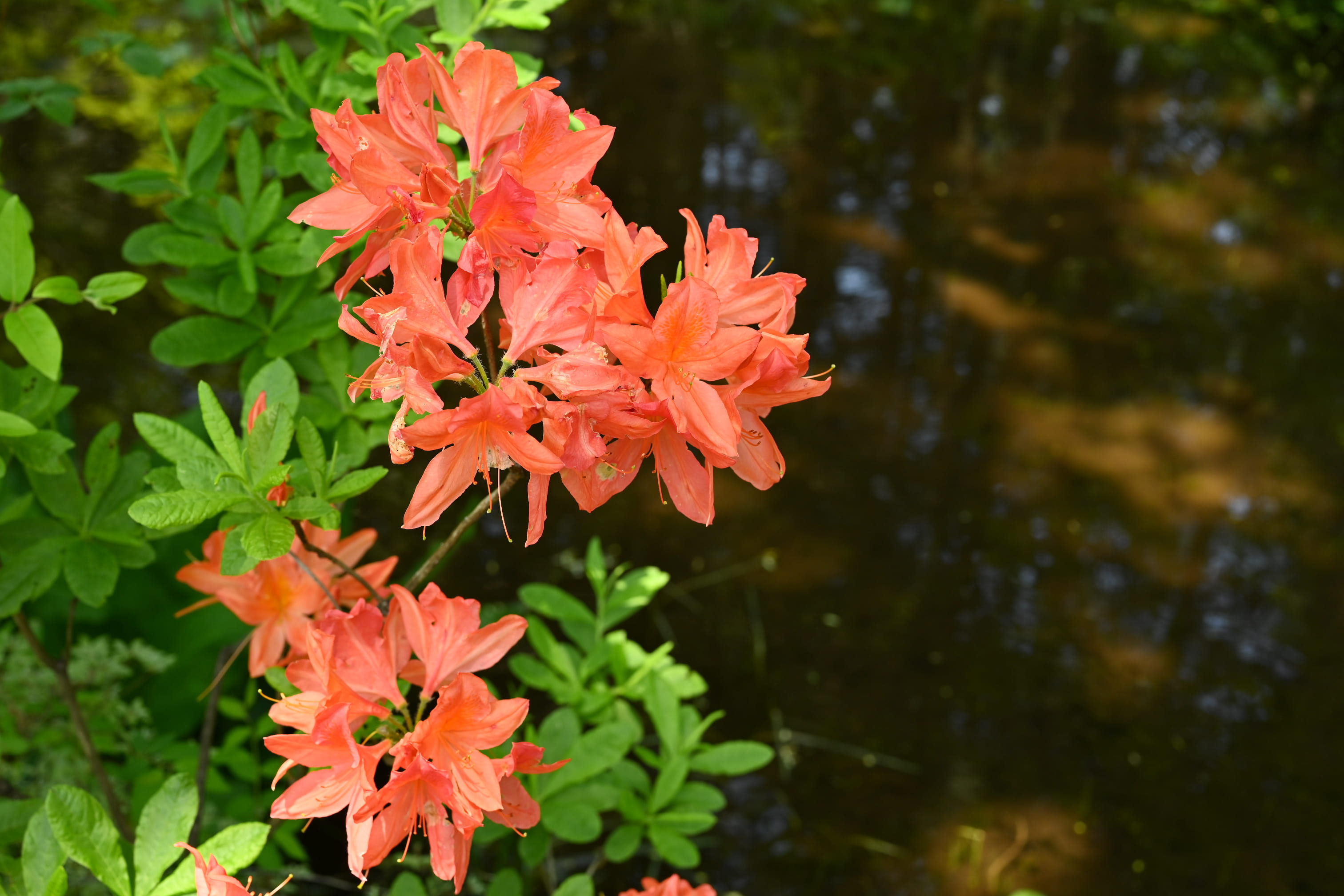 レンゲツツジ れんげつつじ 蓮華躑躅 庭木図鑑 植木ペディア
