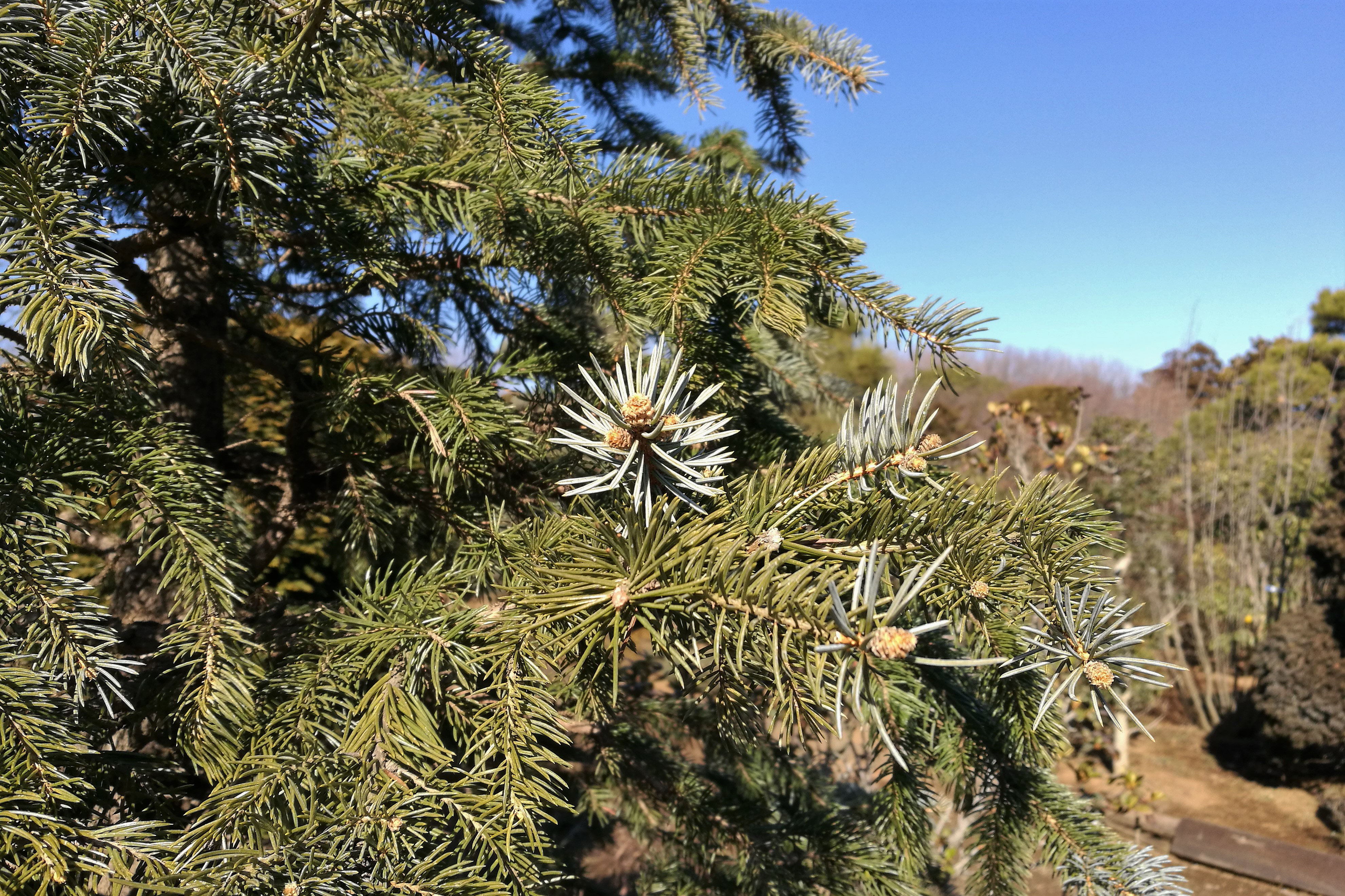 プンゲンストウヒ - 庭木図鑑 植木ペディア