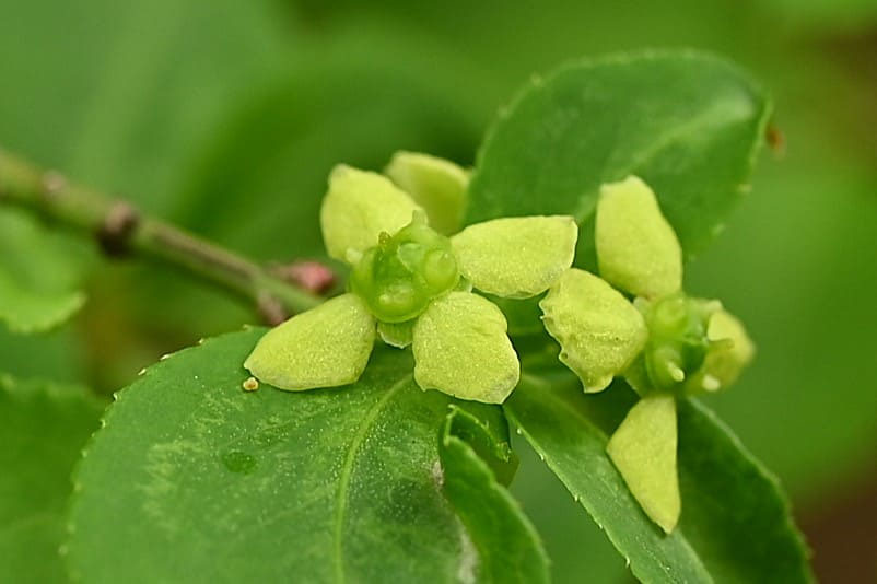 2 山採り　ニシキギ 2 山採り ニシキギ 2 山採り ニシキギ