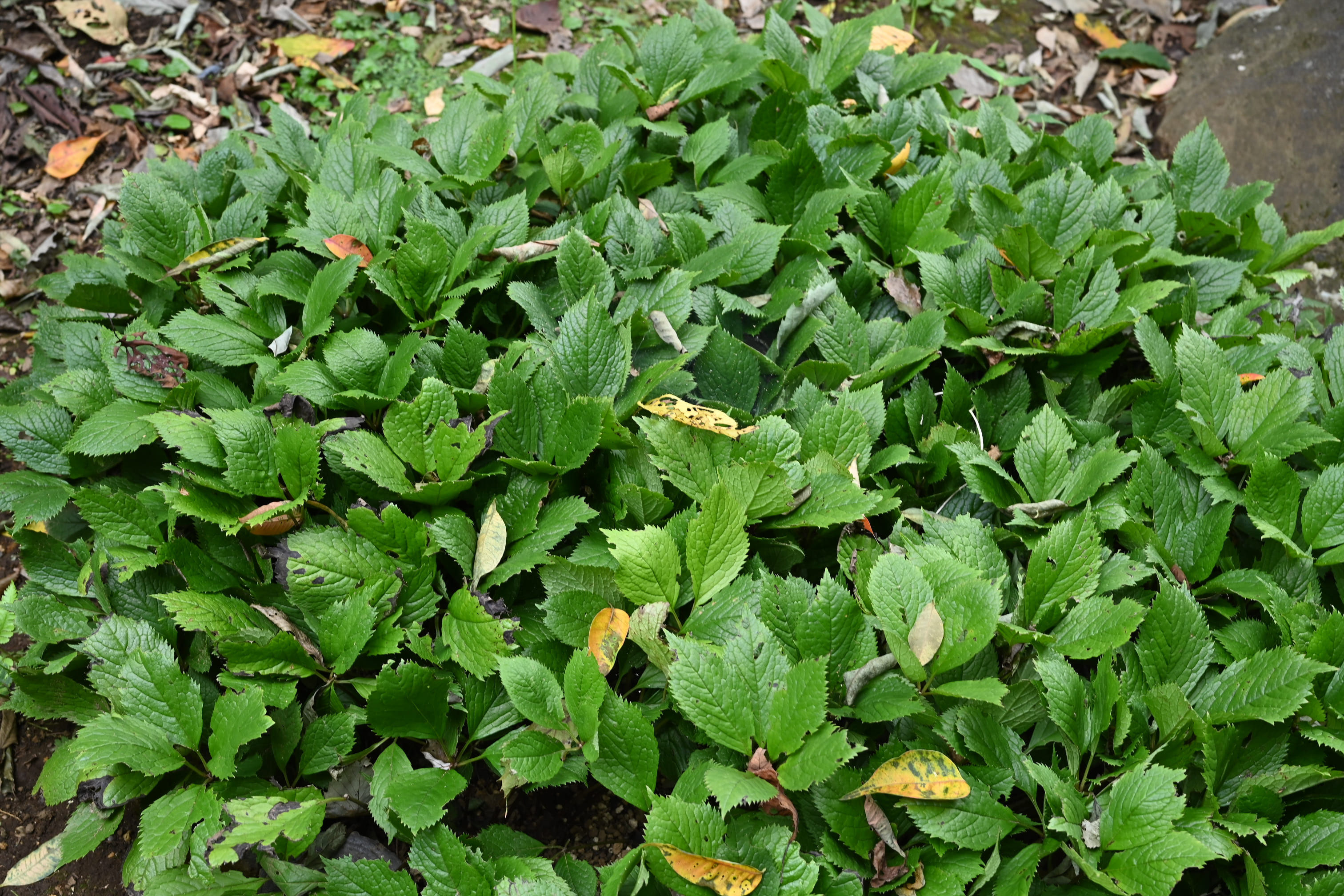 ヒトリシズカ ひとりしずか 一人静 庭木図鑑 植木ペディア