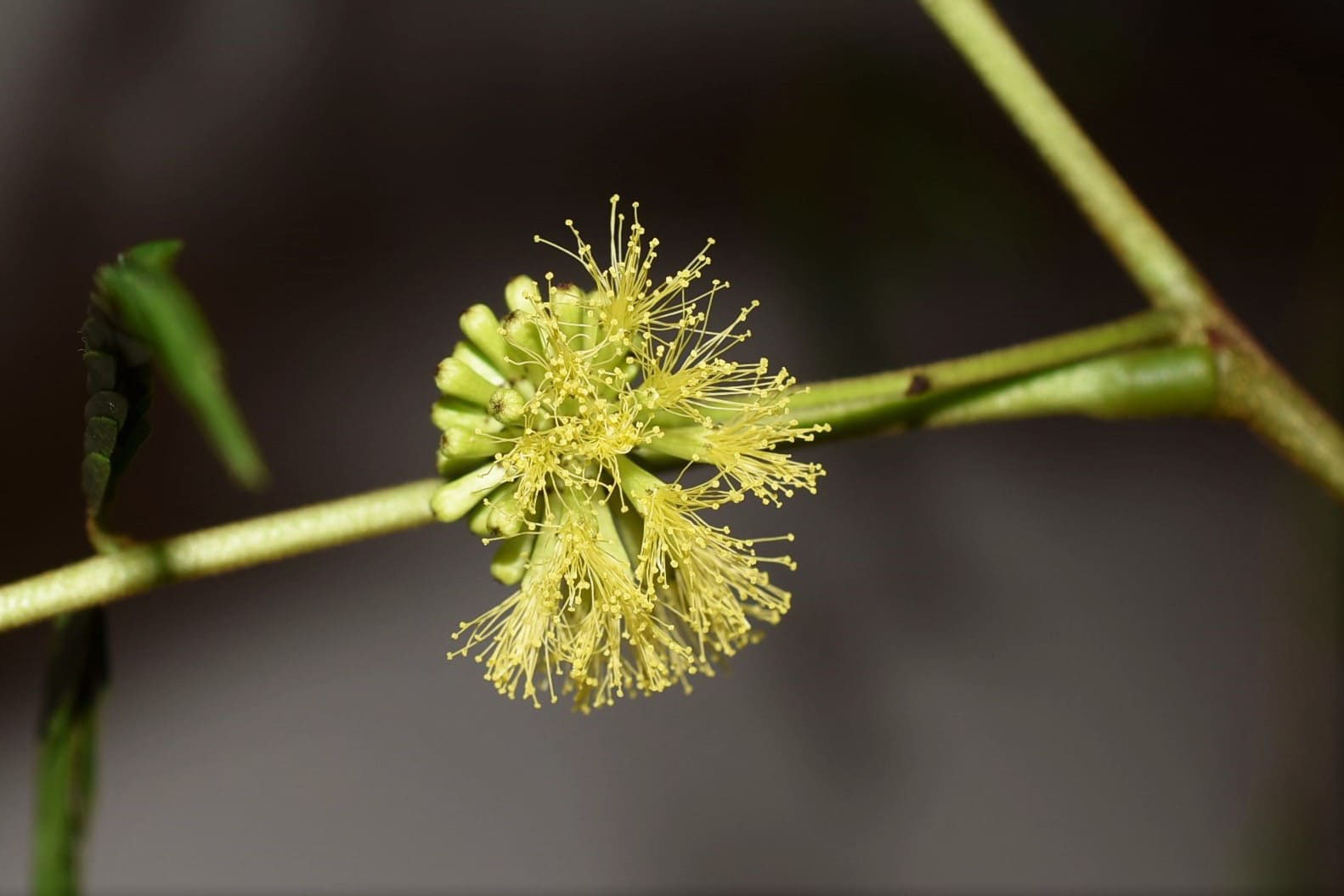 ネムノキ 合歓の木 庭木図鑑 植木ペディア