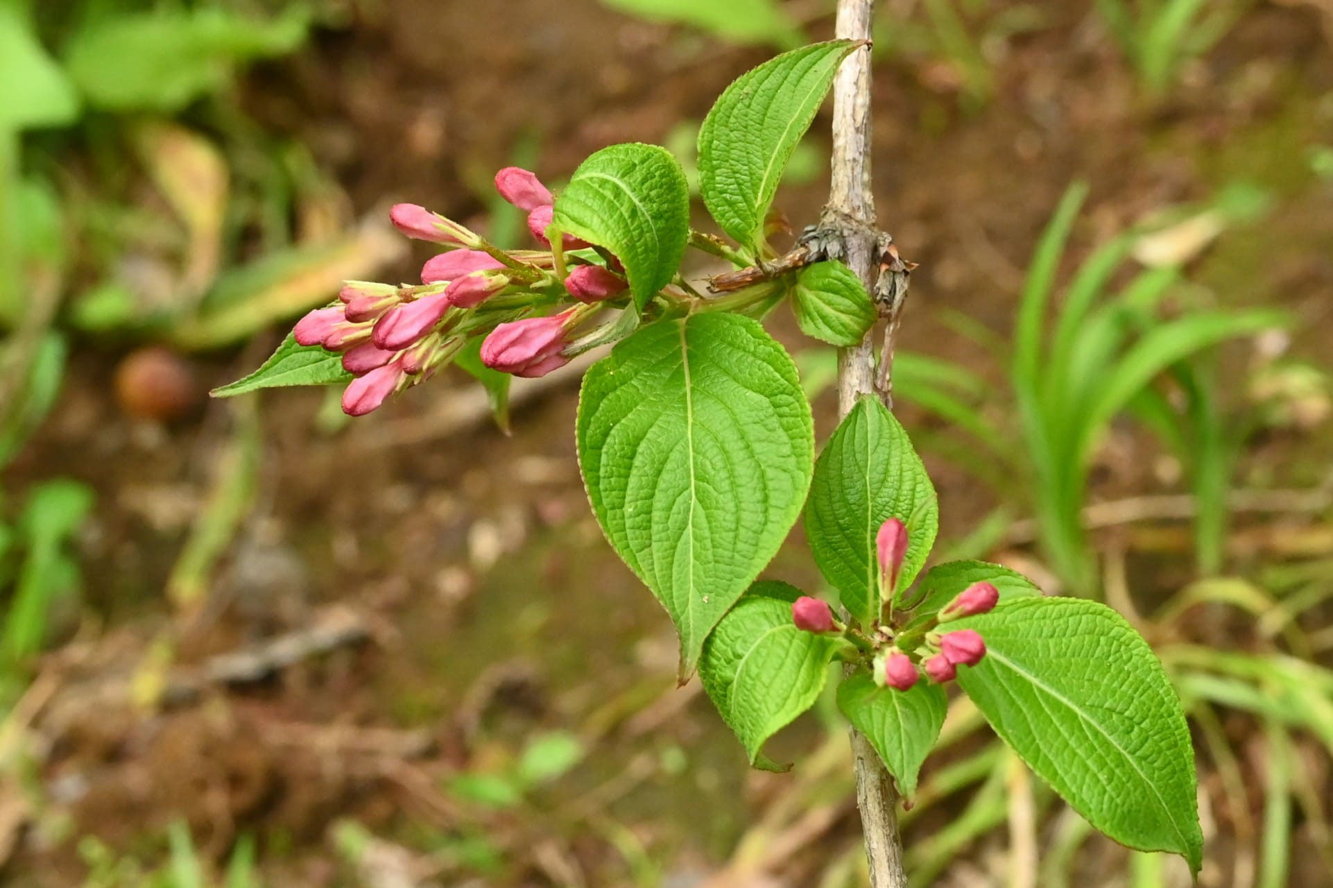タニウツギ 谷空木 庭木図鑑 植木ペディア タニウツギ 谷空木 庭木図鑑 植木ペディア
