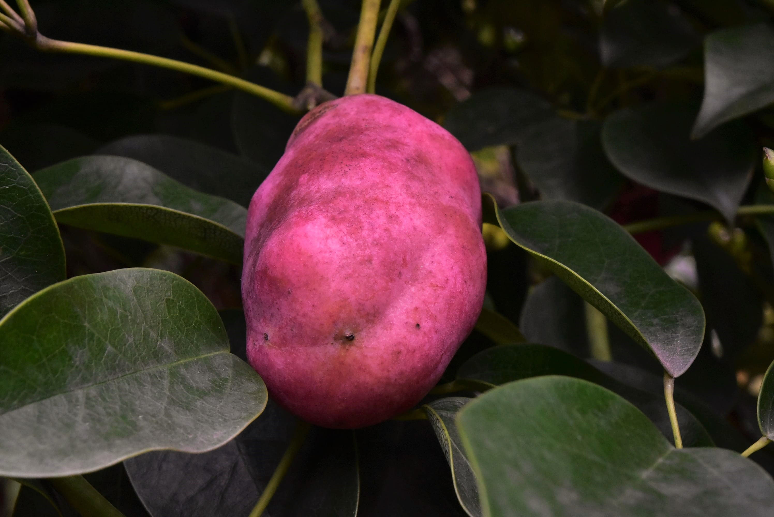 ムベ 庭木図鑑 植木ペディア