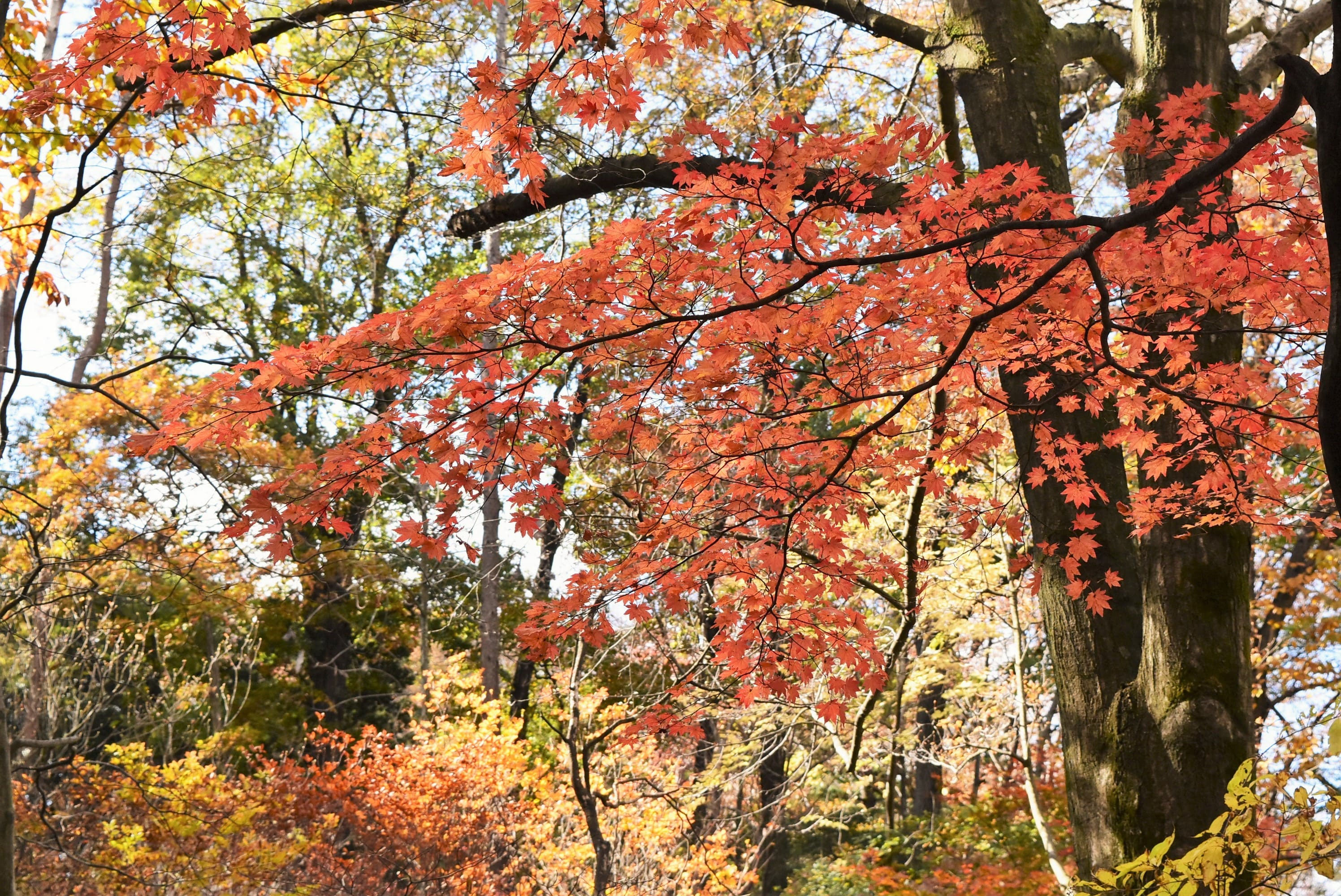 コハウチワカエデ（小羽団扇楓） - 庭木図鑑 植木ペディア