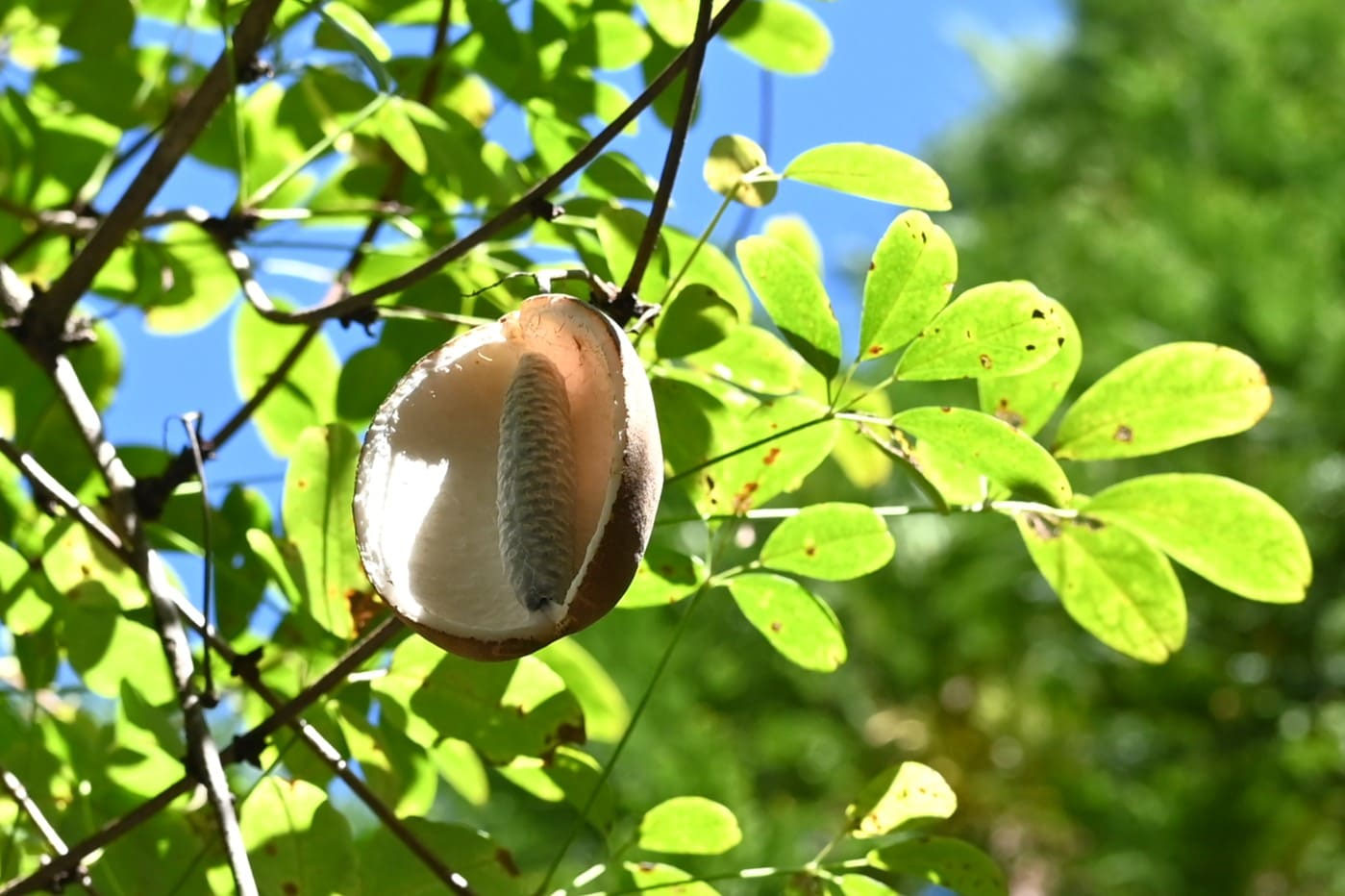 みつば➀ ミツバアケビ／みつばあけび／三葉木通 - 庭木図鑑 植木ペディア