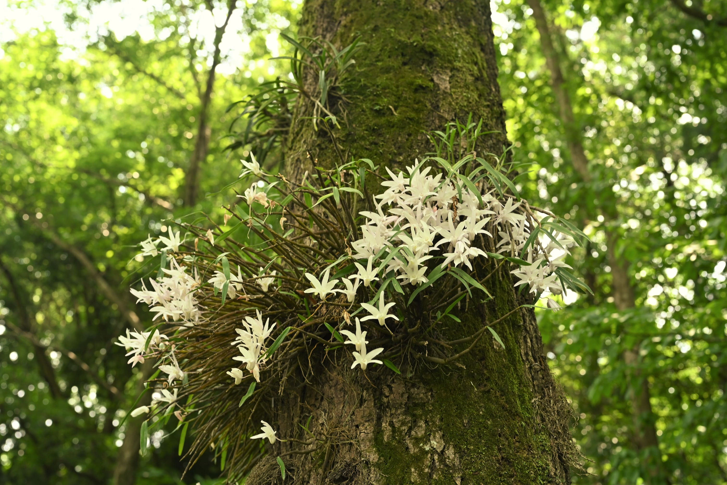 セッコク せっこく 石斛 庭木図鑑 植木ペディア