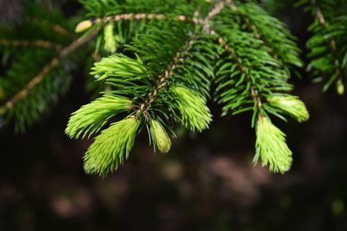 エゾマツ（蝦夷松） - 庭木図鑑 植木ペディア